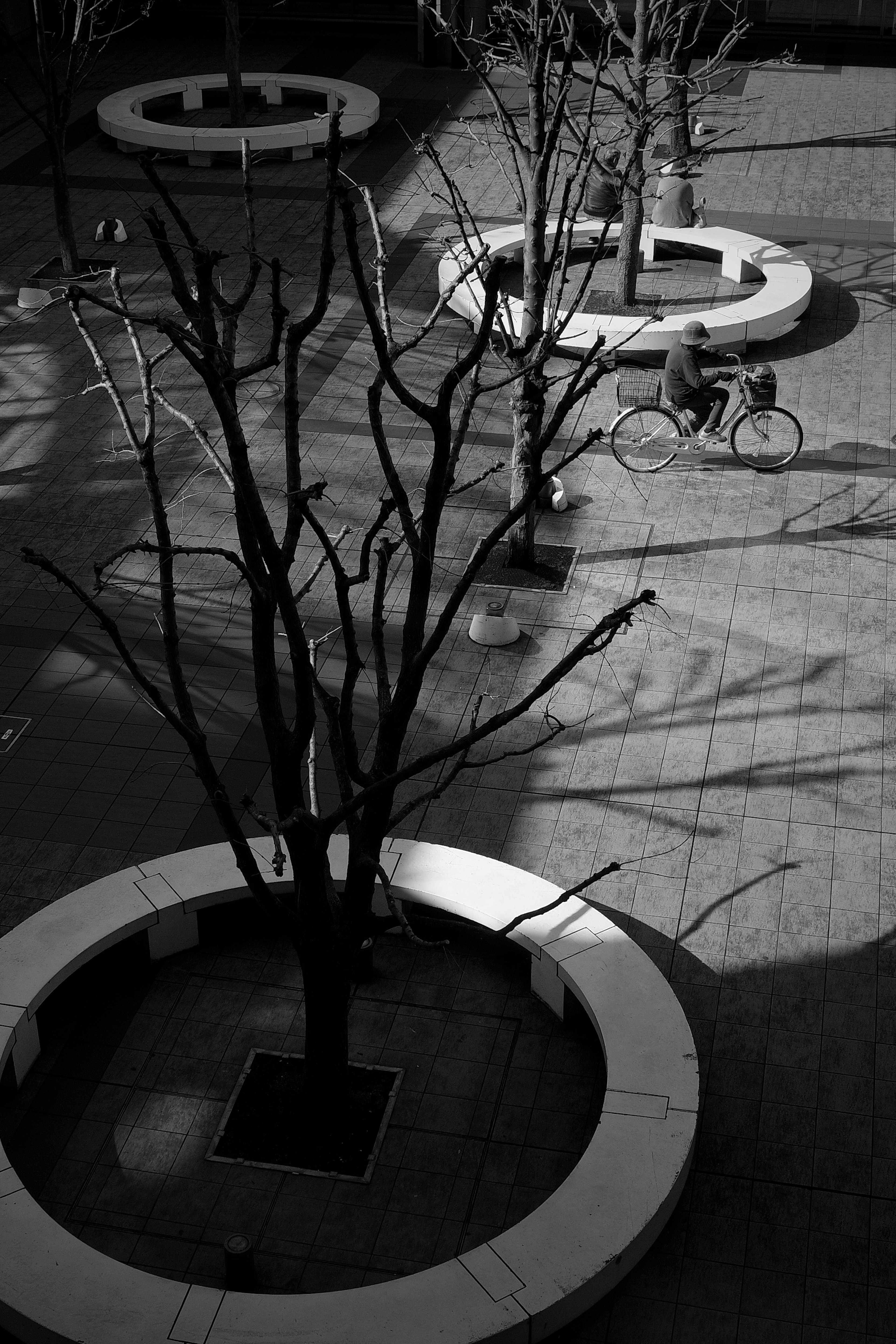 Alberi spogli che proiettano ombre su panchine circolari in un paesaggio in bianco e nero