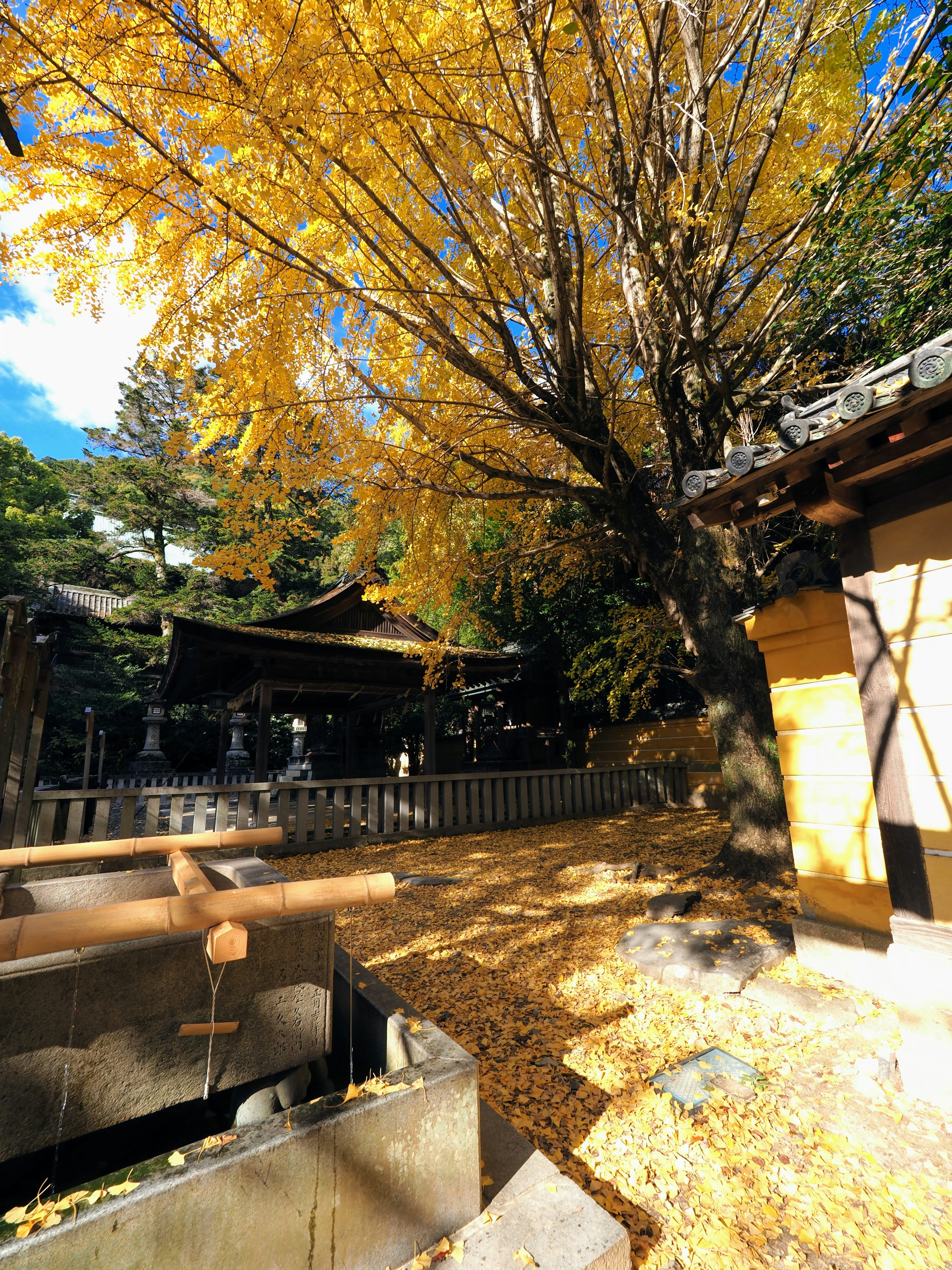 Scène d'automne avec un arbre de ginkgo et des bâtiments traditionnels