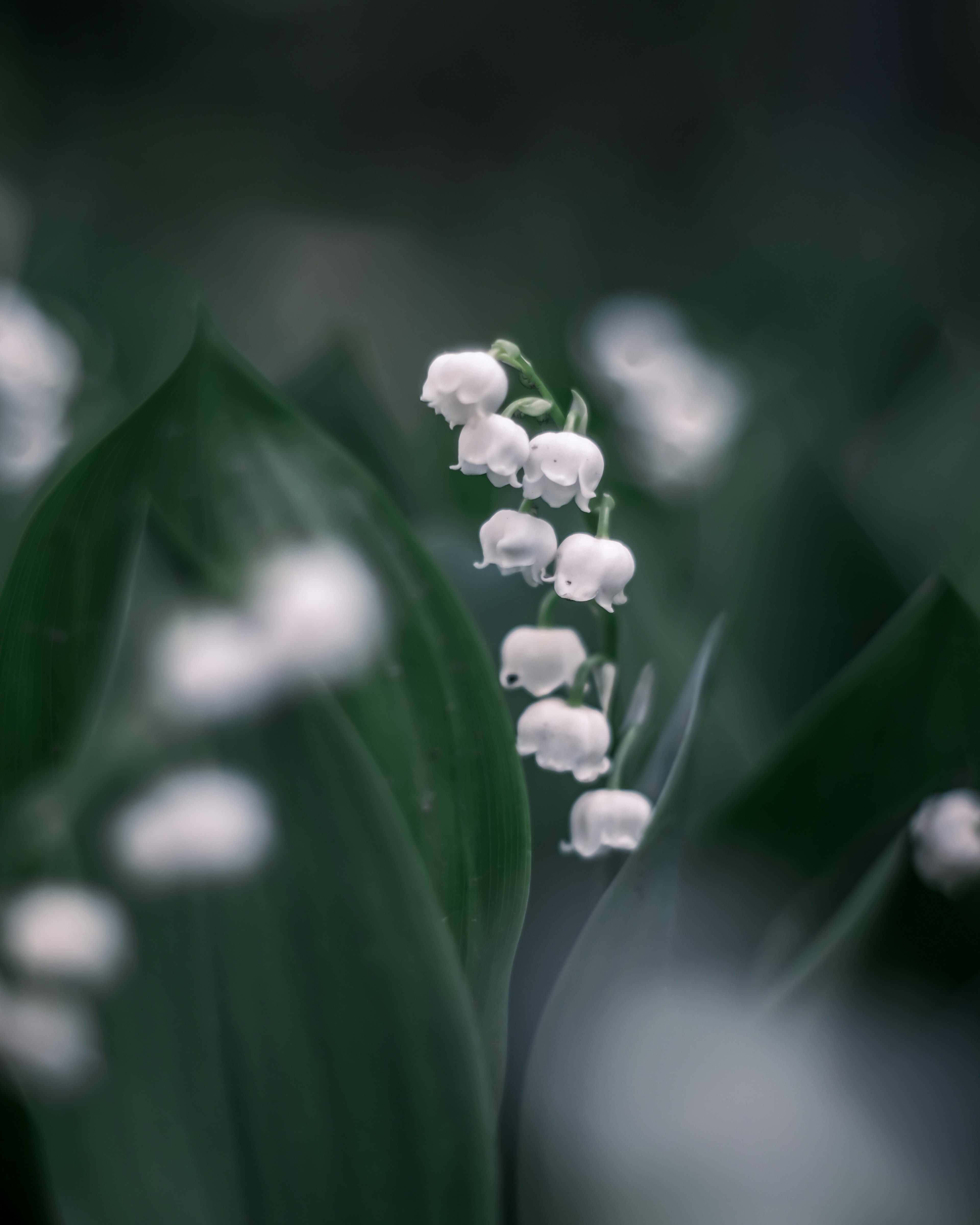 White lily of the valley flowers blooming among green leaves