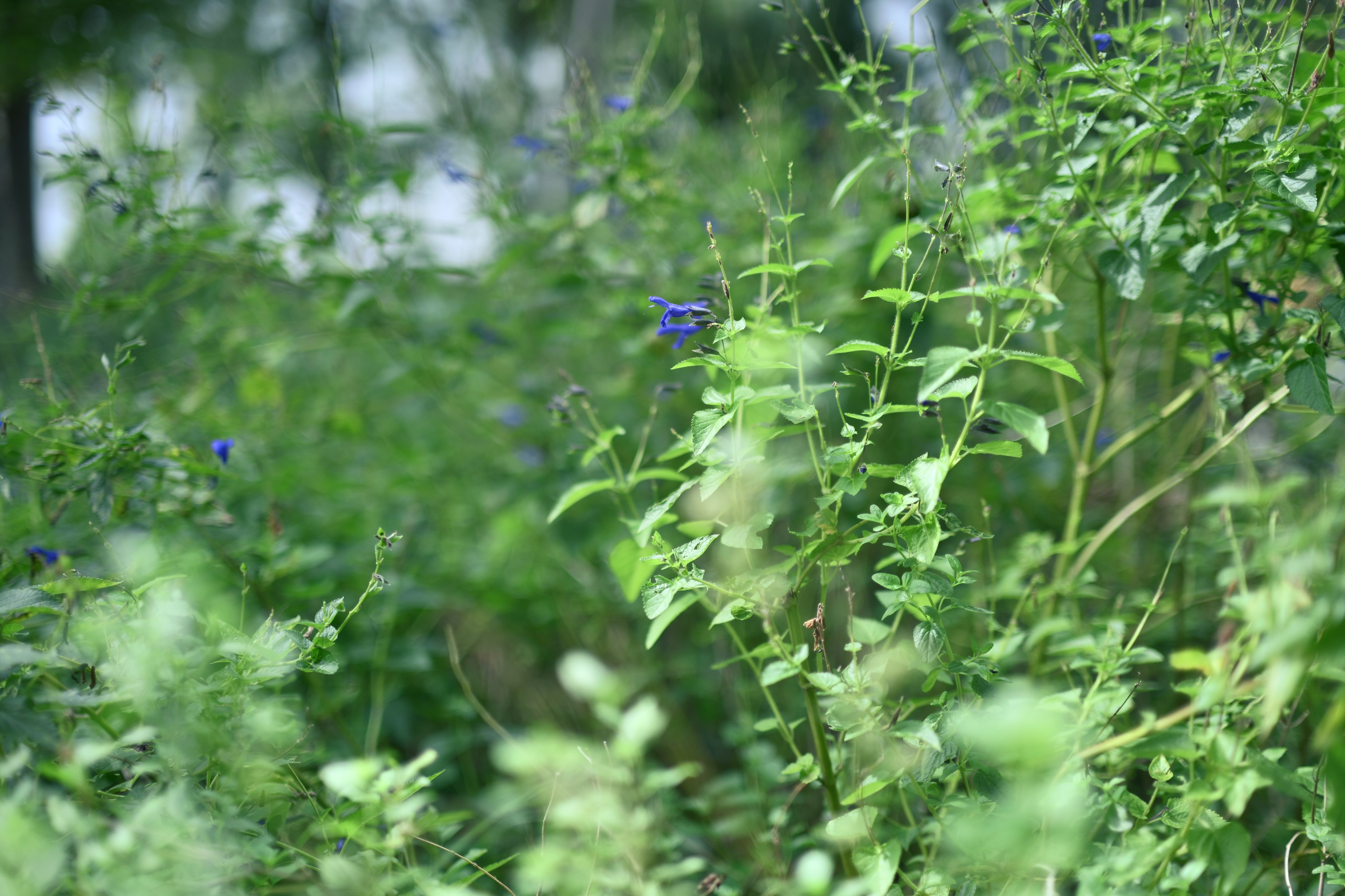 Végétation luxuriante avec des fleurs bleues et diverses plantes