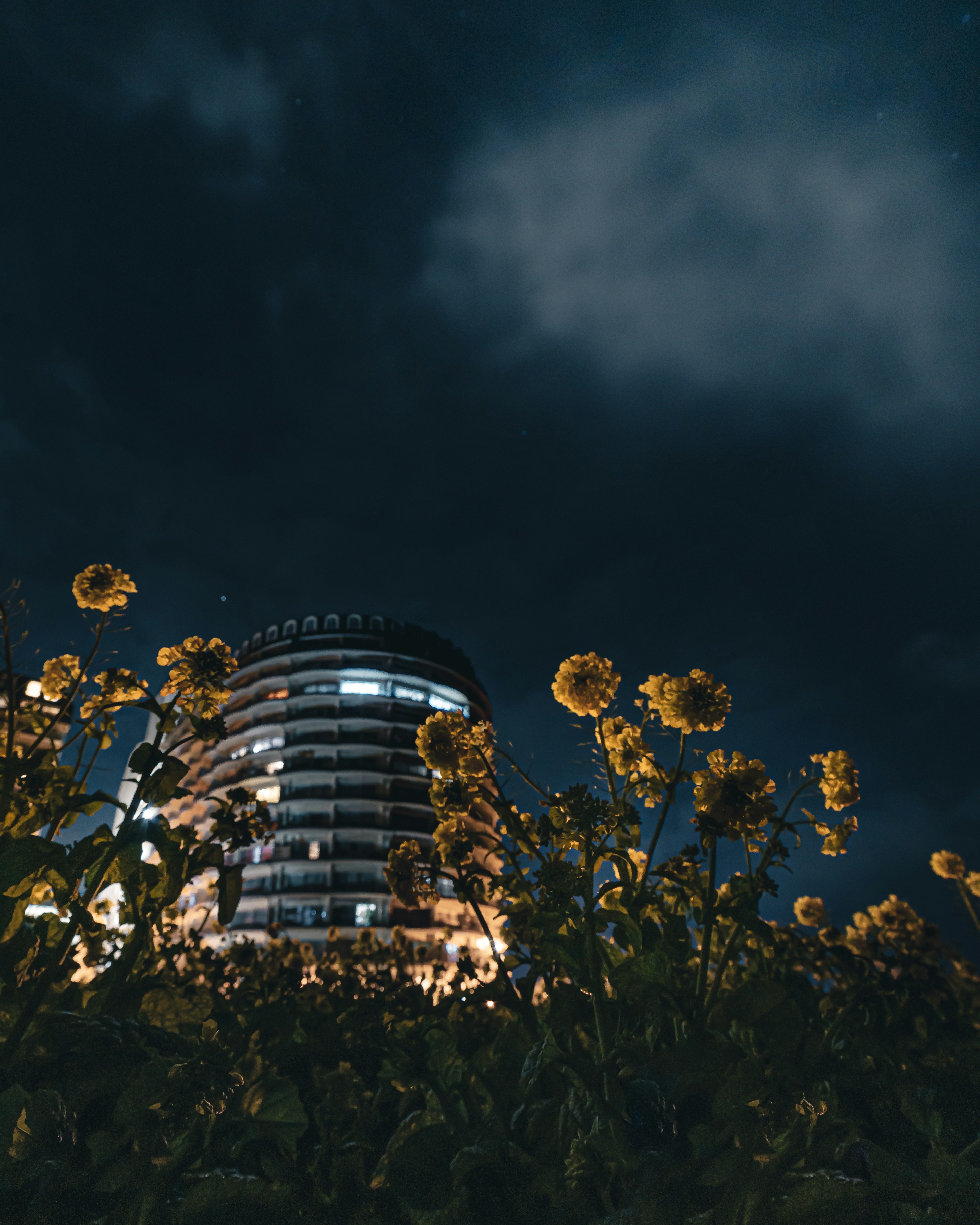 Yellow flowers under a dark sky with a modern building in the background