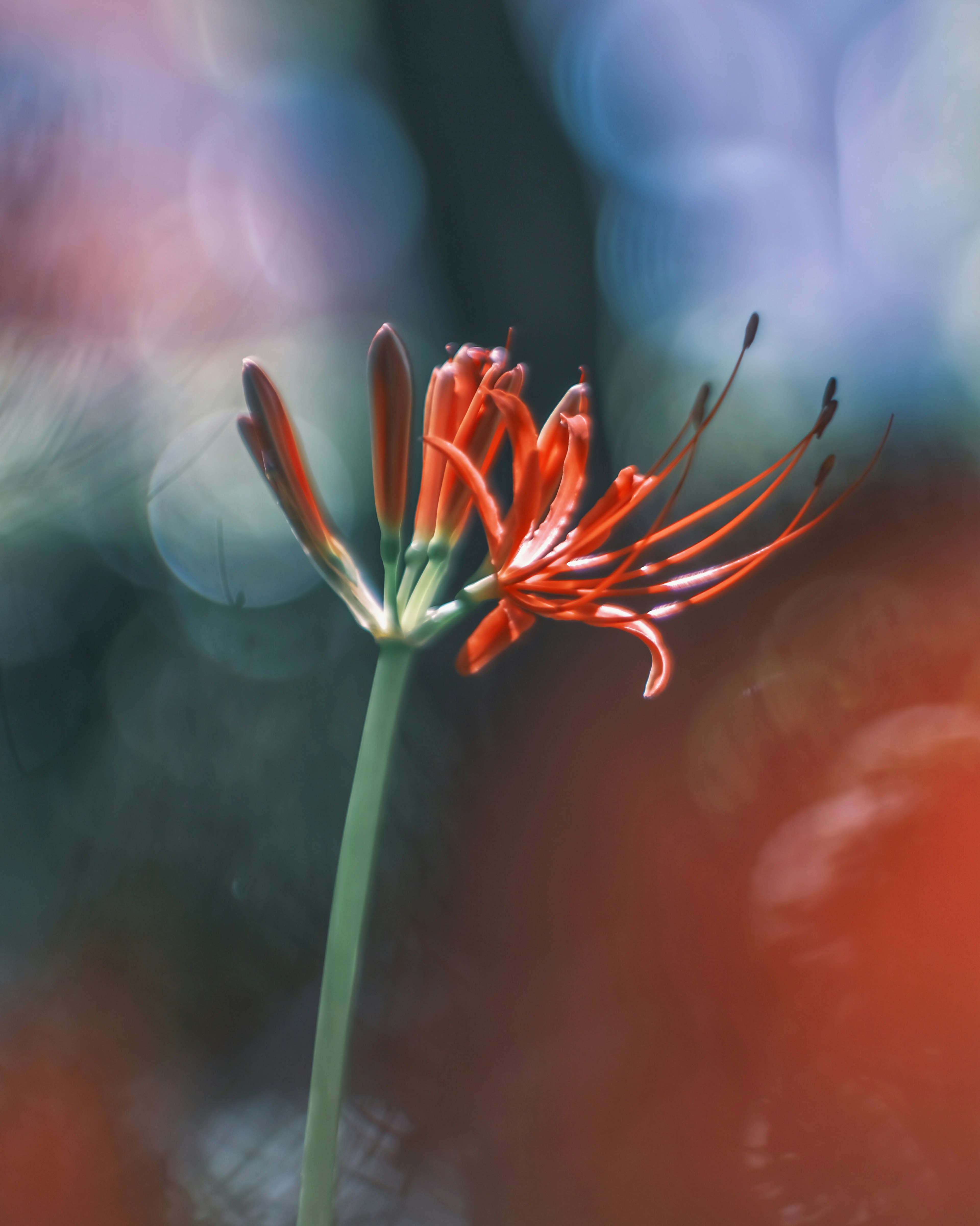 Primer plano de una planta con pétalos rojos alargados