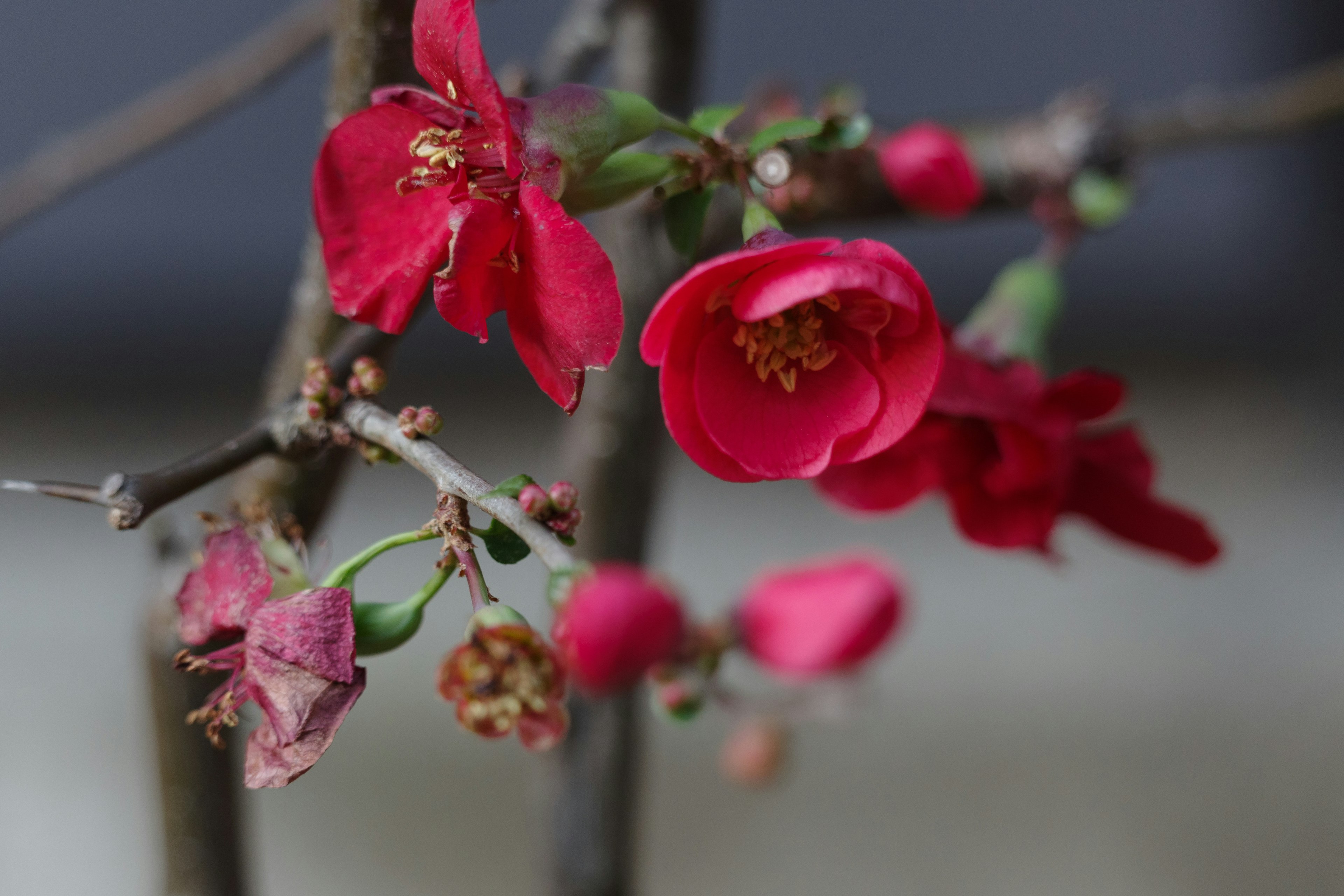 Close-up of branches with vibrant red flowers