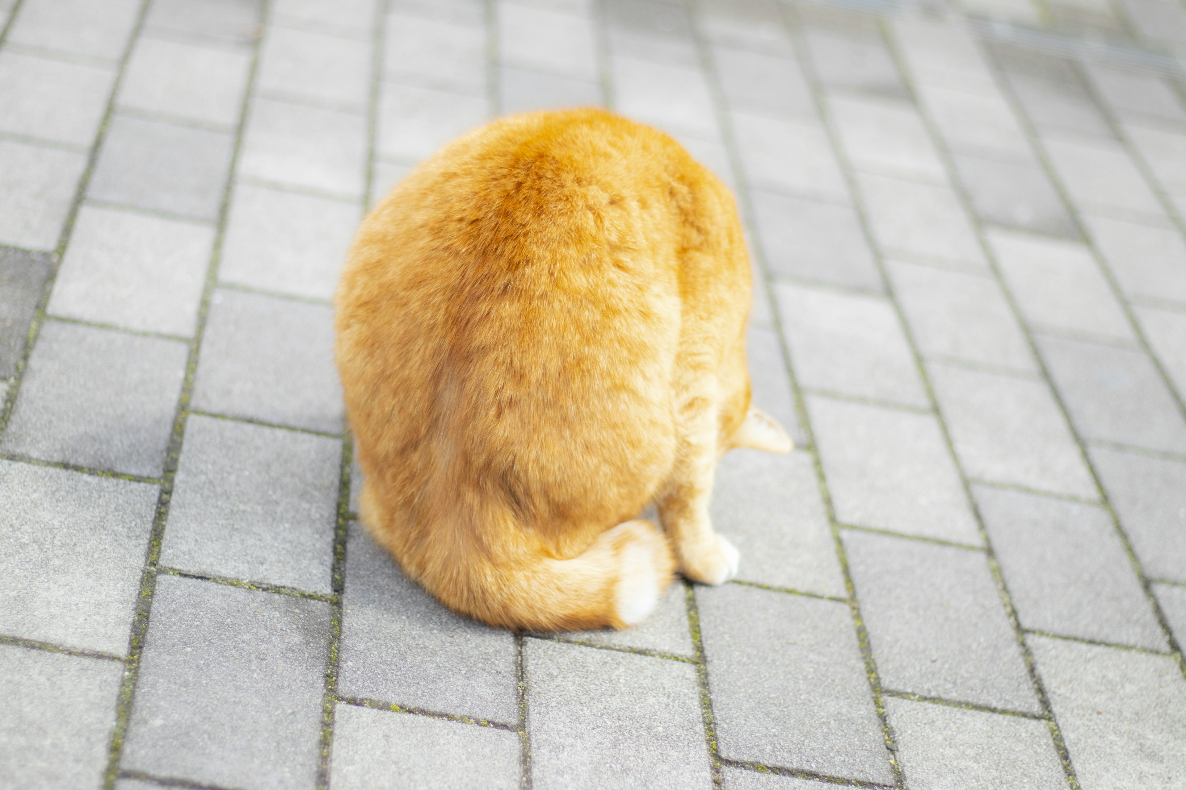 A view of a fluffy orange dog sitting with its back facing the camera on a paved surface