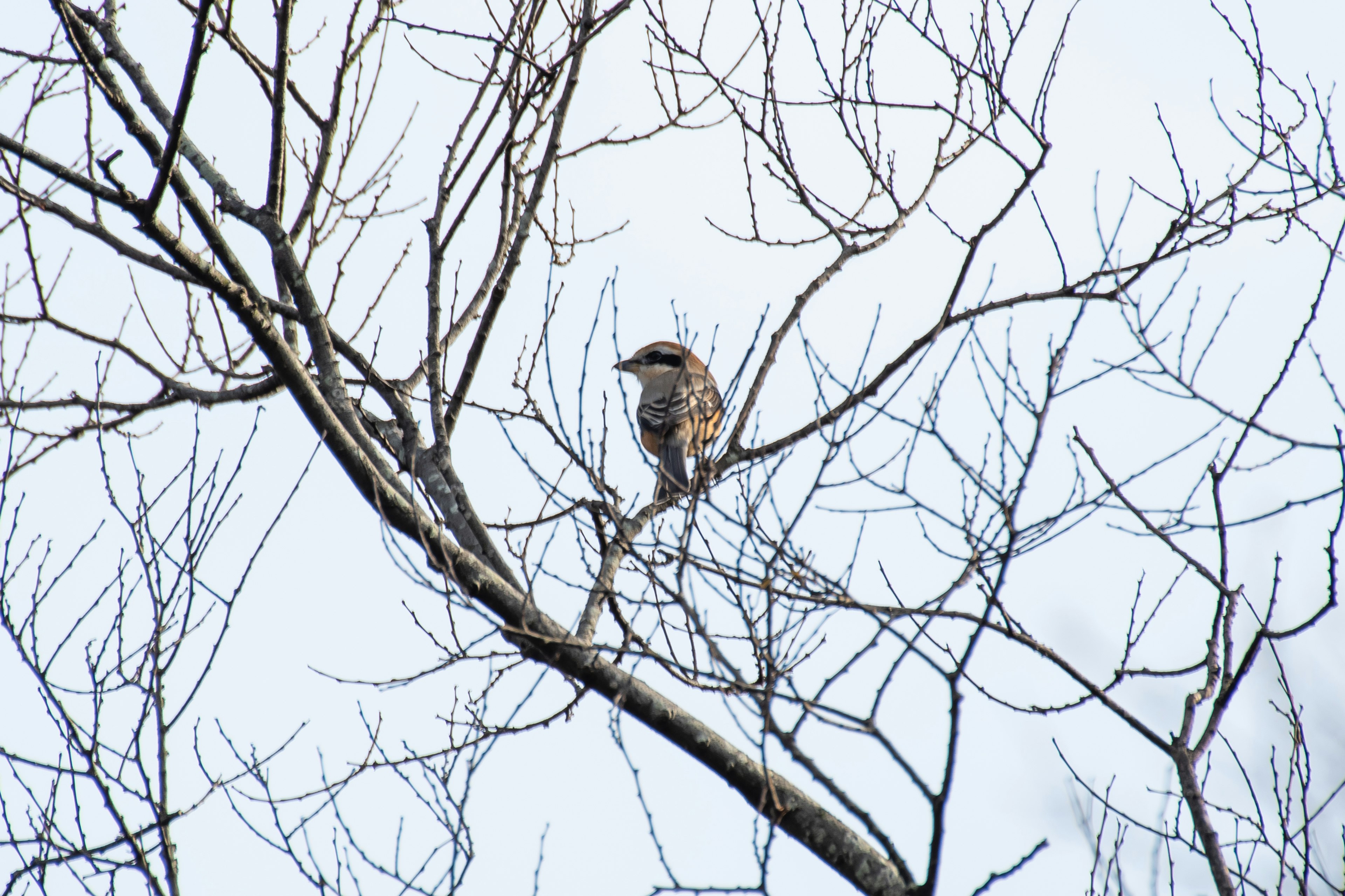 Ein Vogel, der auf kahlen Ästen im Winter sitzt