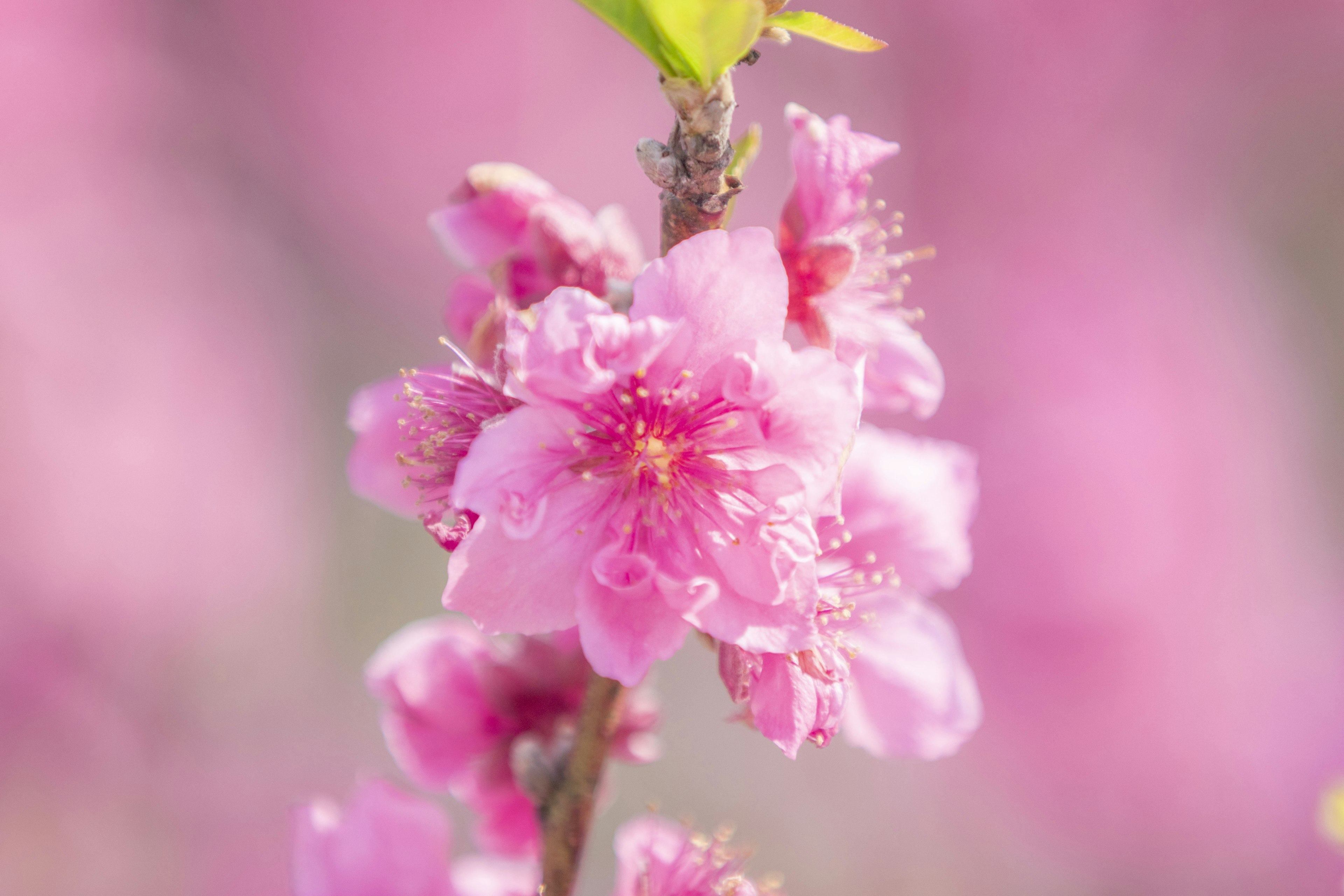 Primo piano di un ramo con fiori rosa chiaro