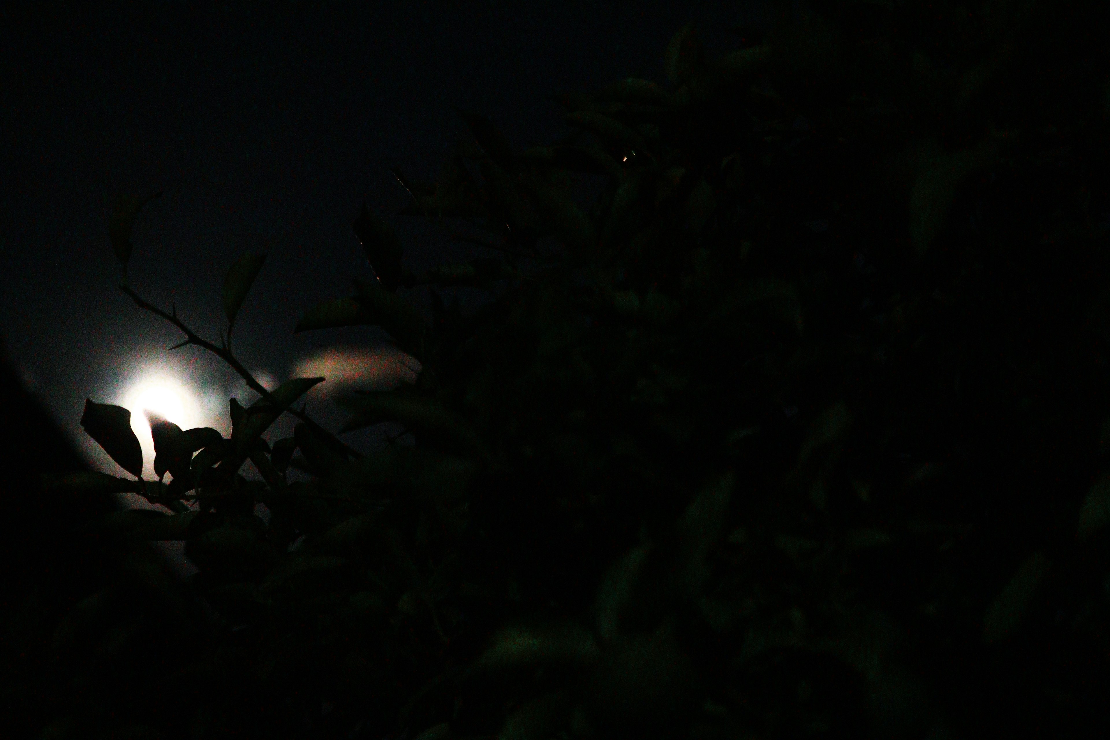 夜空に浮かぶ月と暗い木々のシルエット