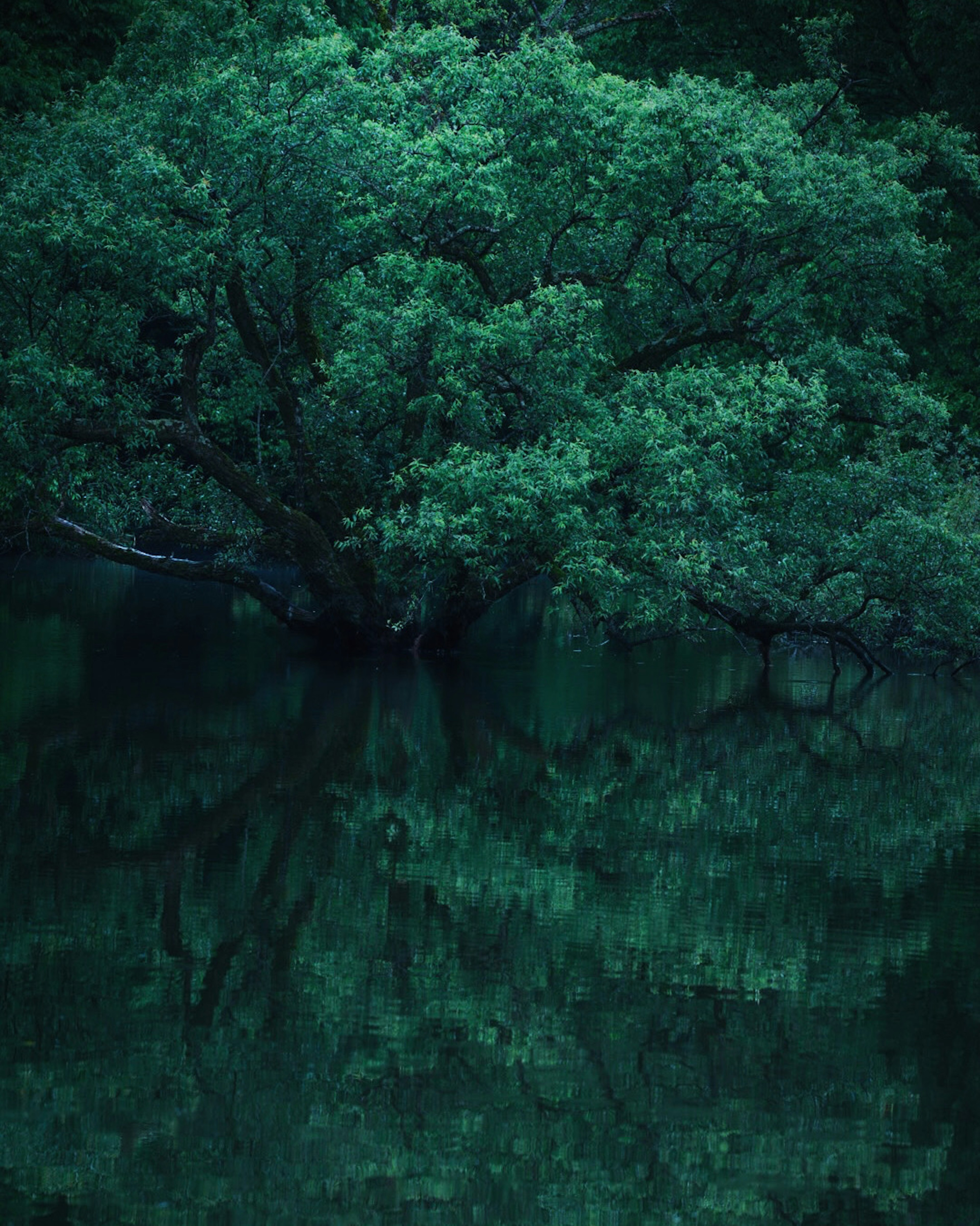 Réflexion d'un arbre vert sur une surface d'eau calme