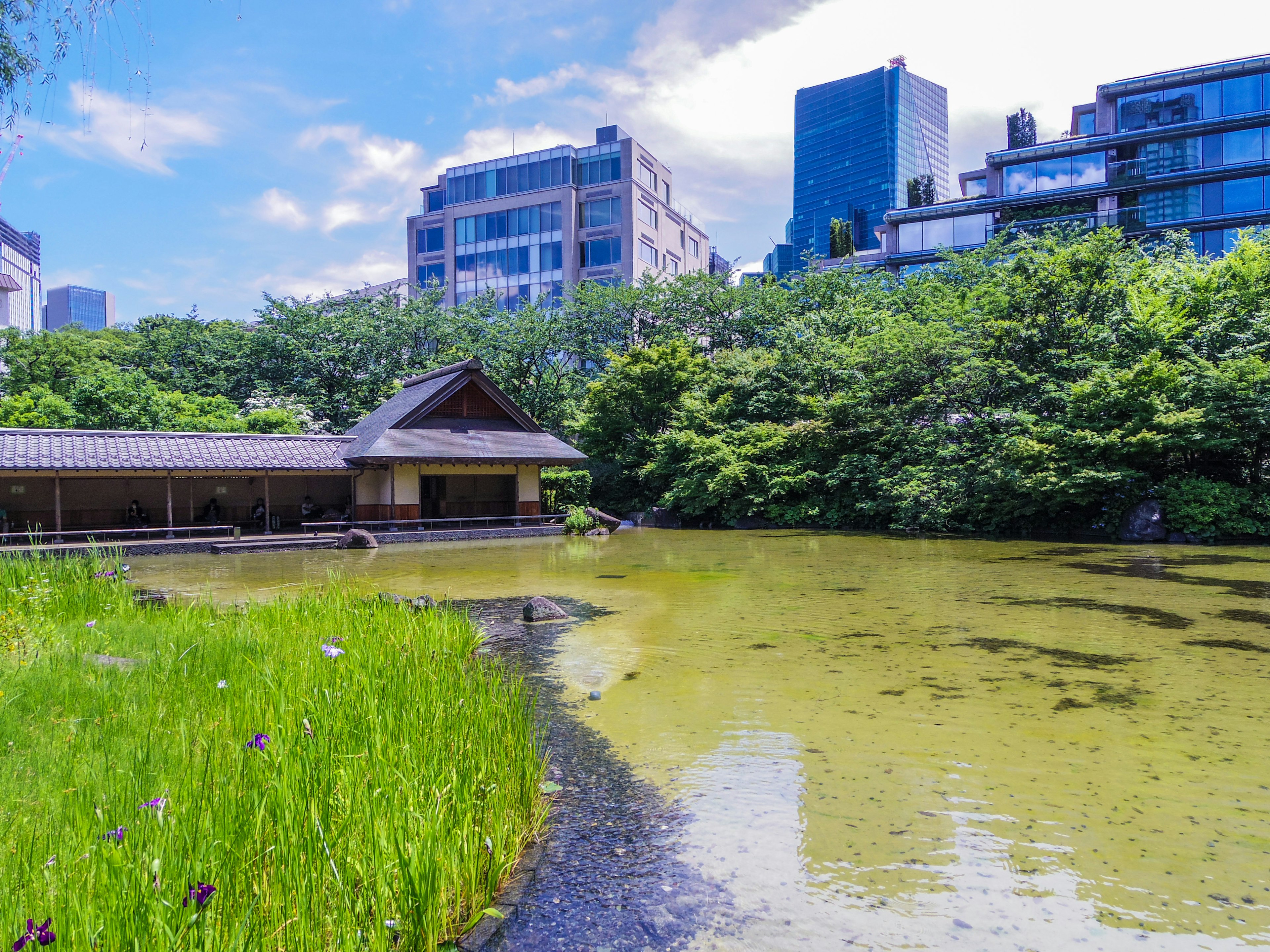 緑豊かな池と周囲の高層ビルの風景