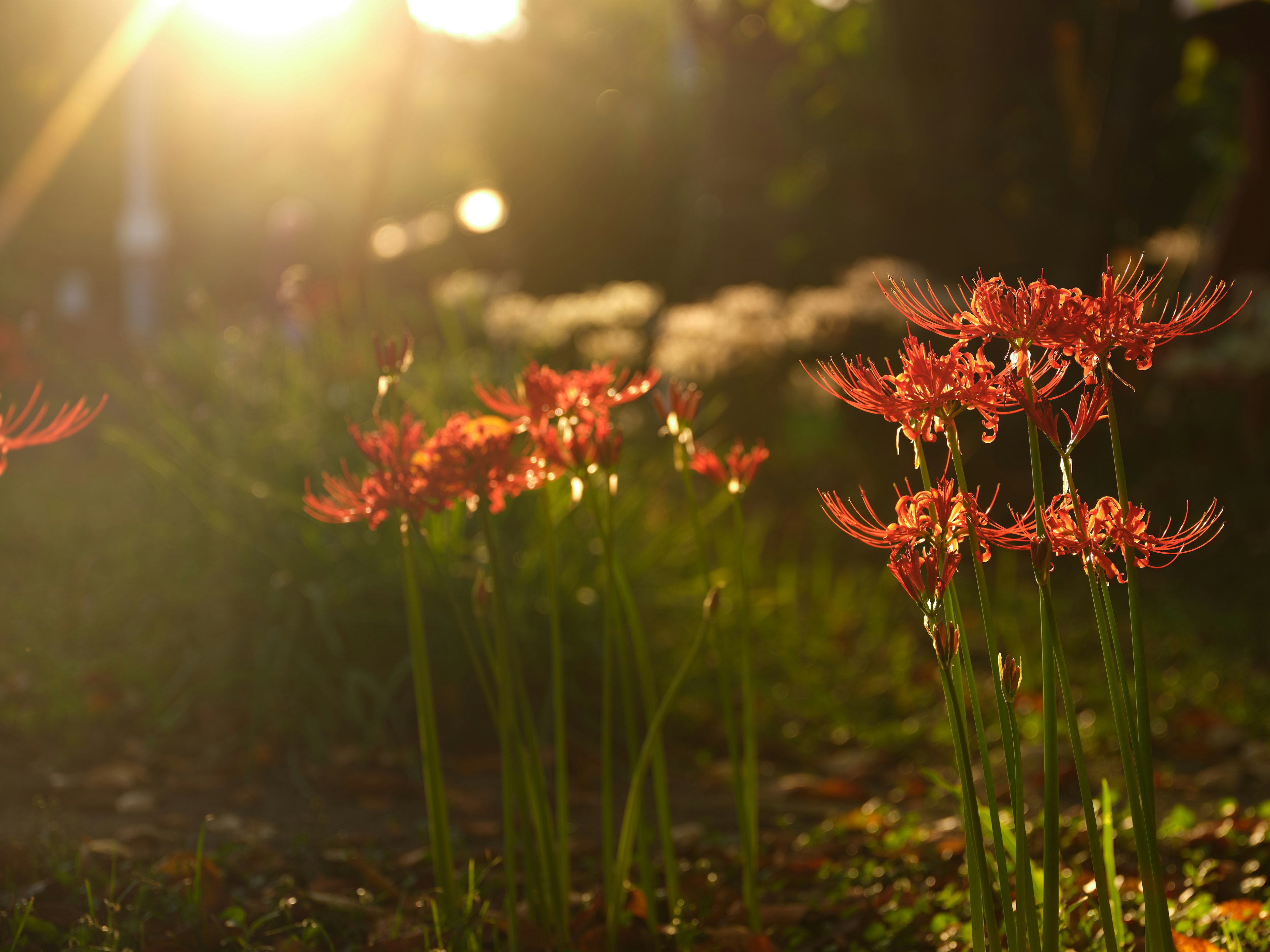 Kumpulan bunga spider lily merah mekar di latar belakang matahari terbenam