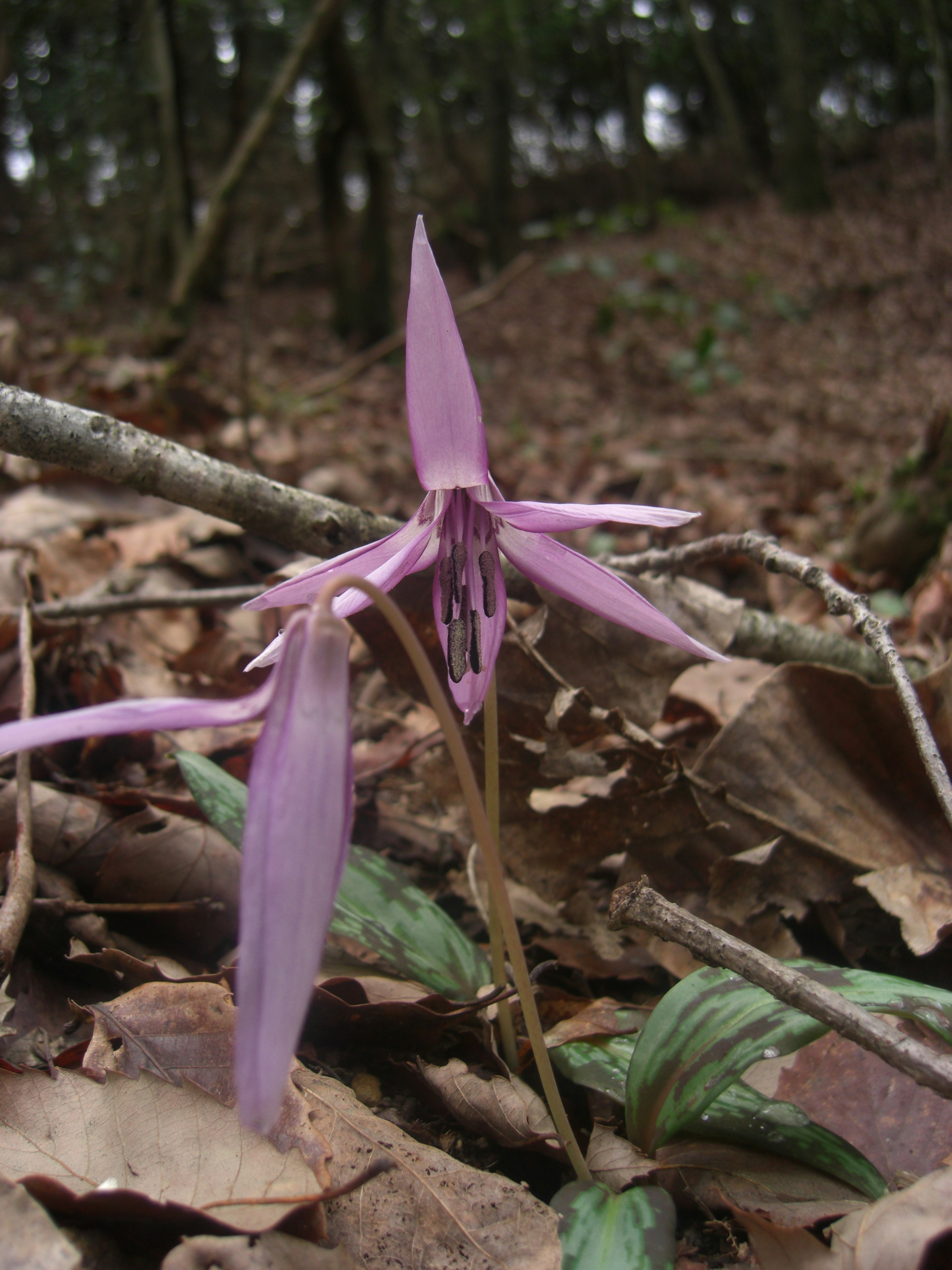 A delicate purple flower blooming on a bed of fallen leaves