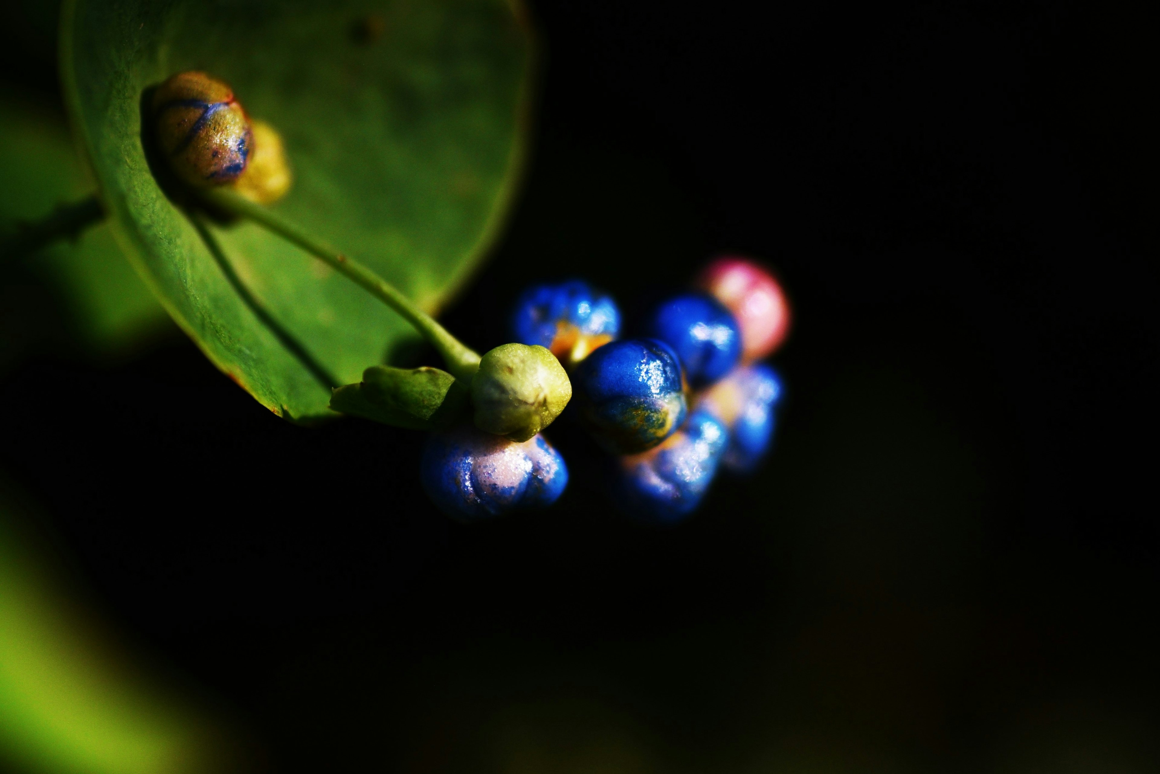 Nahaufnahme von kleinen blauen und rosa Früchten neben grünen Blättern