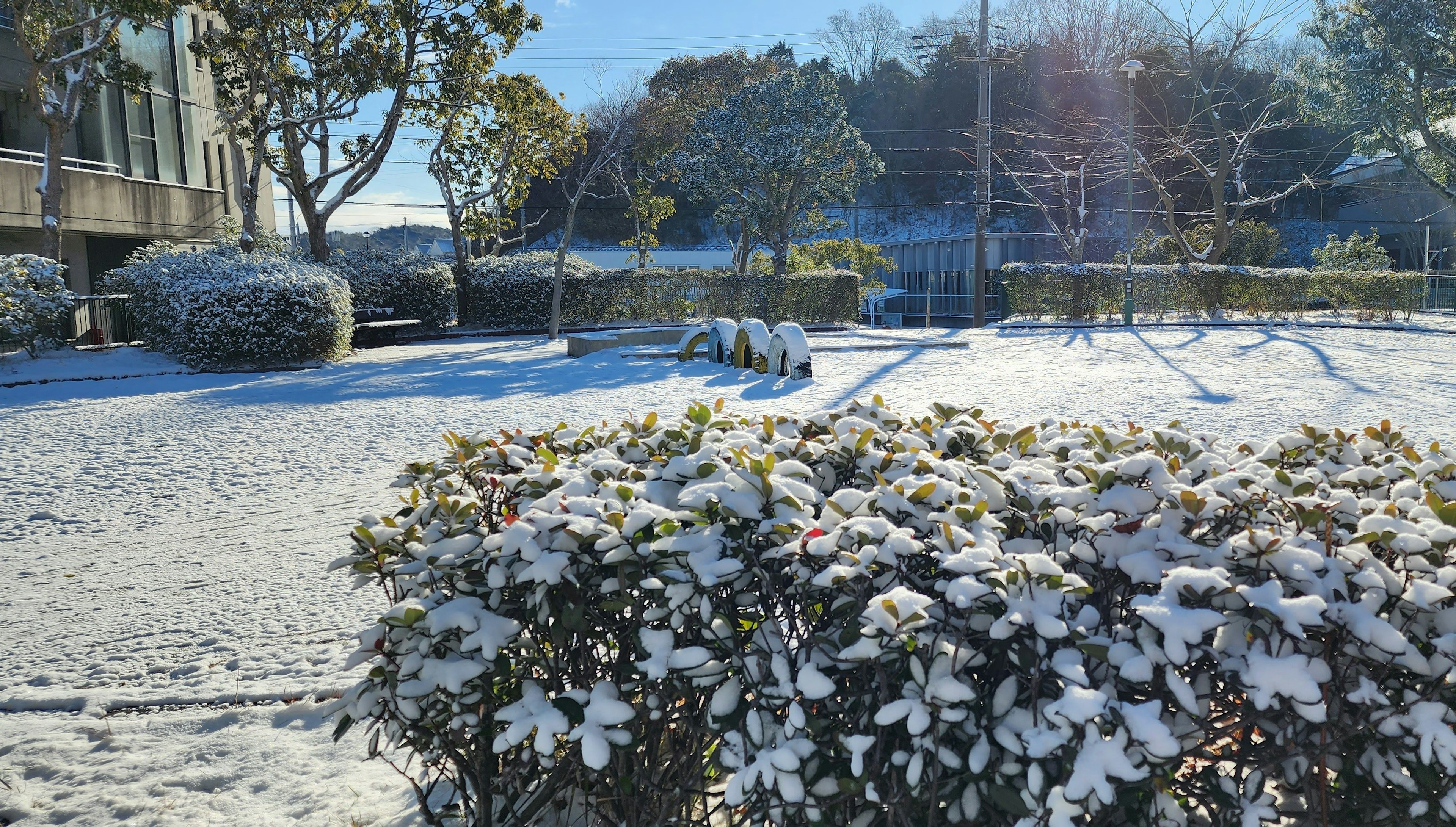 雪に覆われた公園の風景で、雪で覆われた低木と青空が広がる