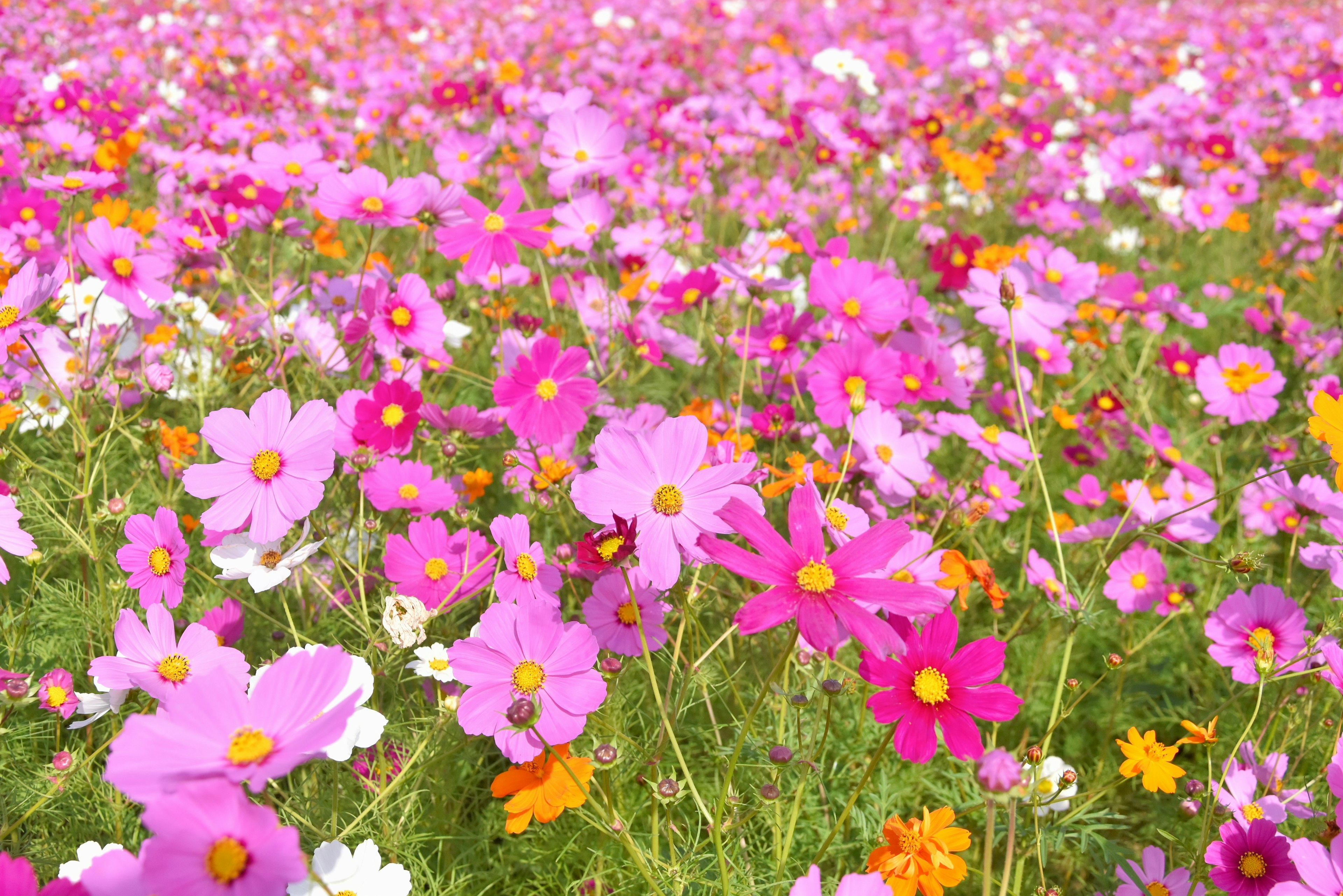 Vasto campo di fiori di cosmos in fiore in tonalità vivaci di rosa e arancione