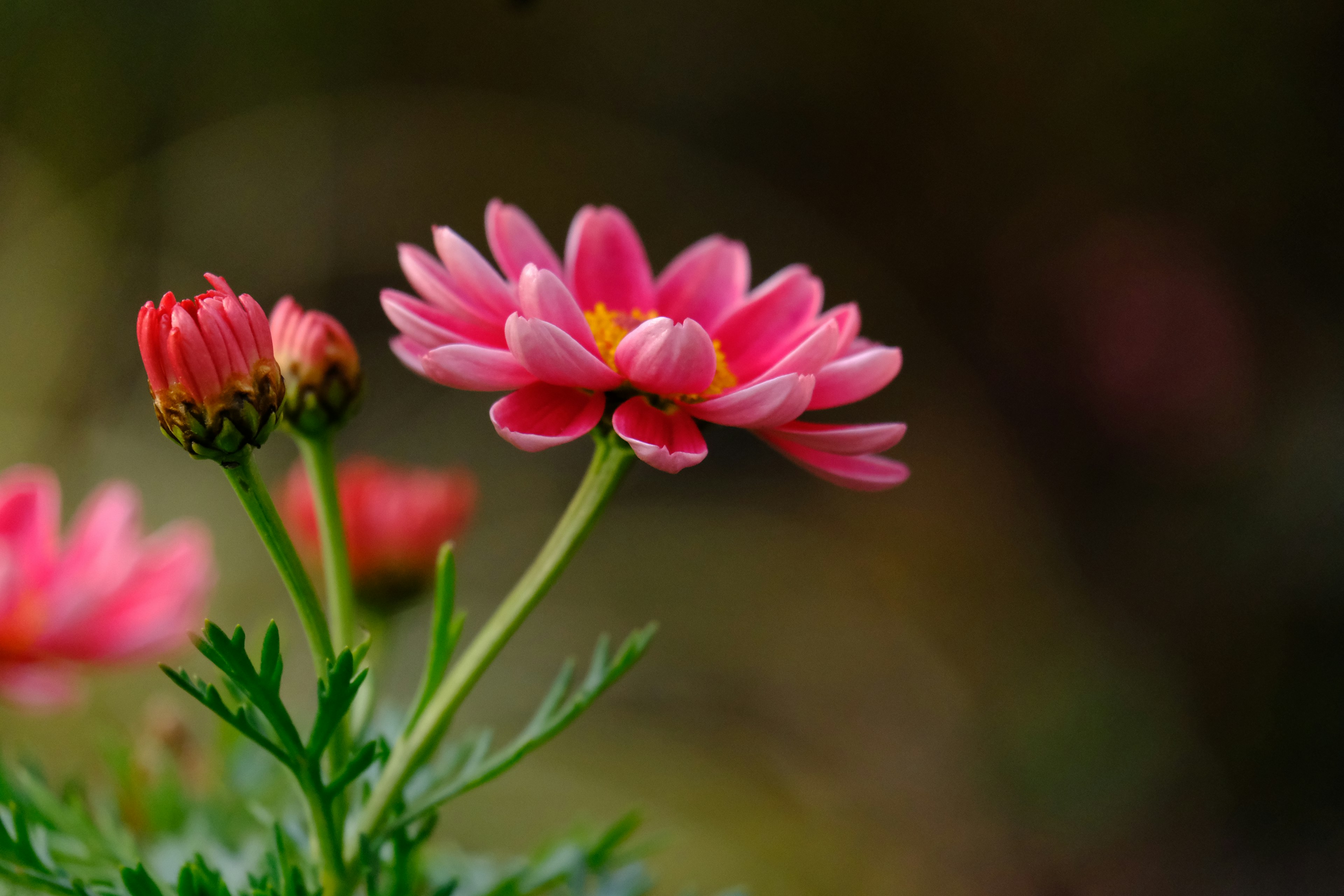 Close-up bunga pink dan tunas pada tanaman