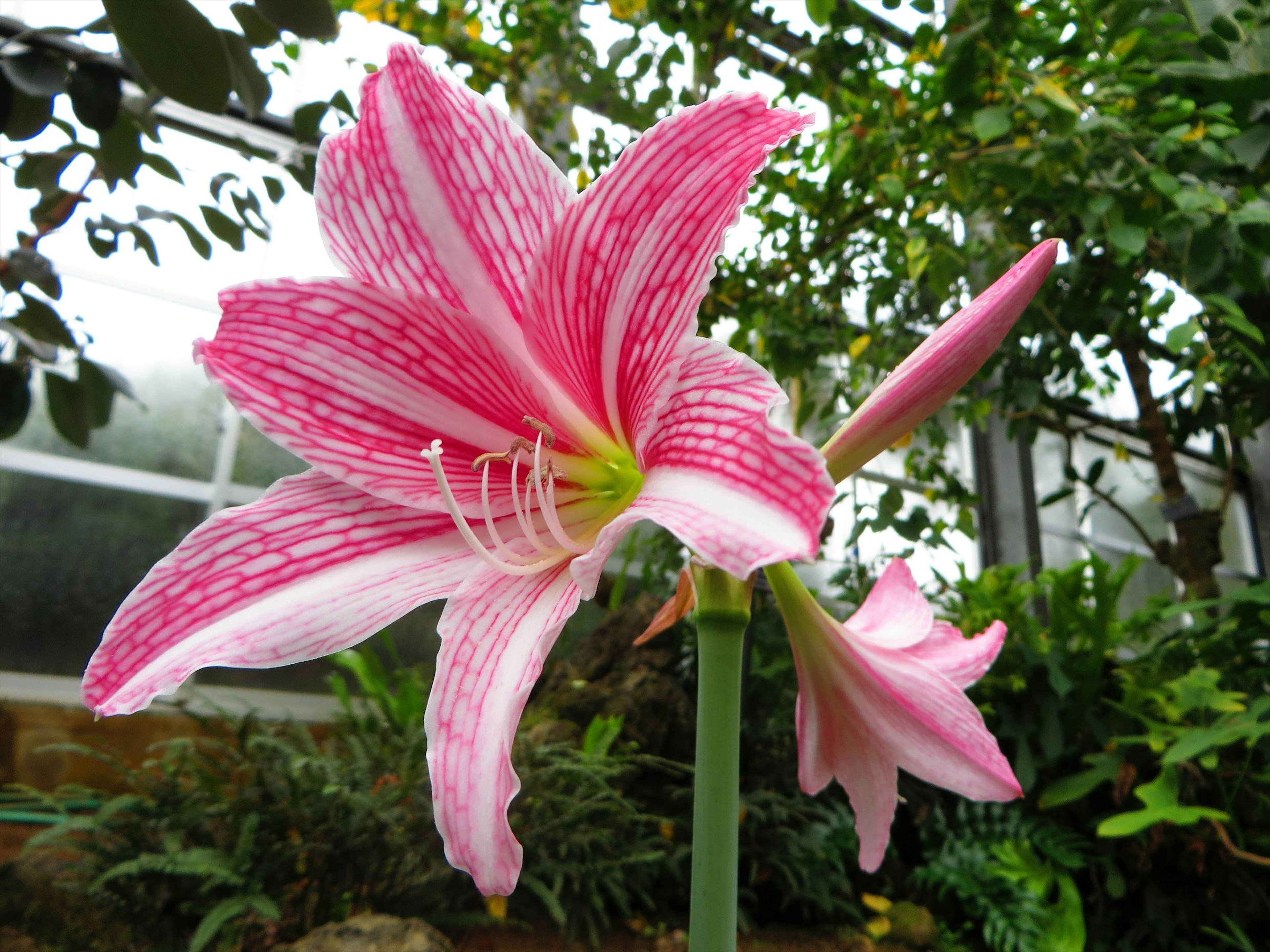 鮮やかなピンクのアマリリスの花が咲いている緑豊かな背景