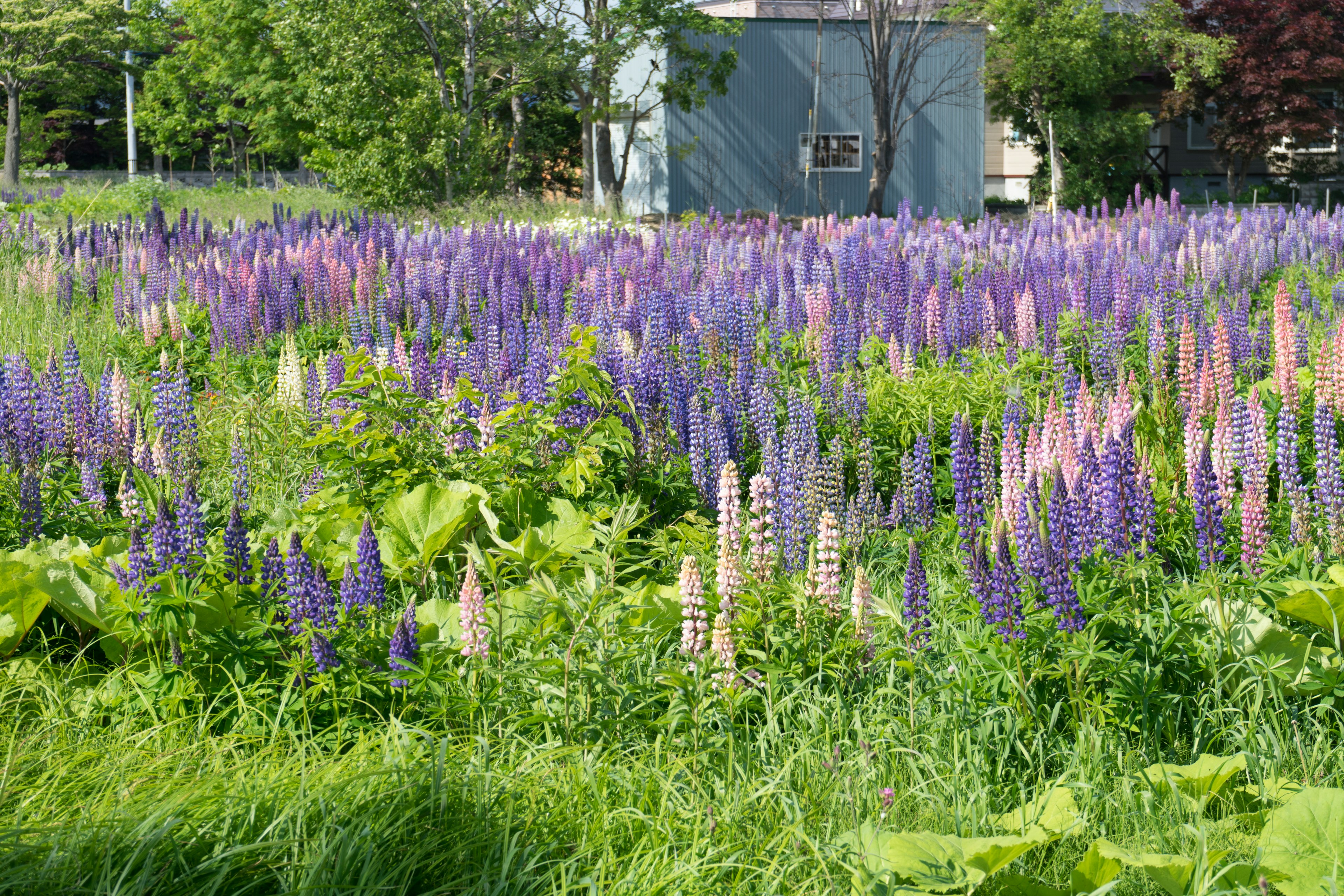 Field of purple lupines in bloom with a green background and a building