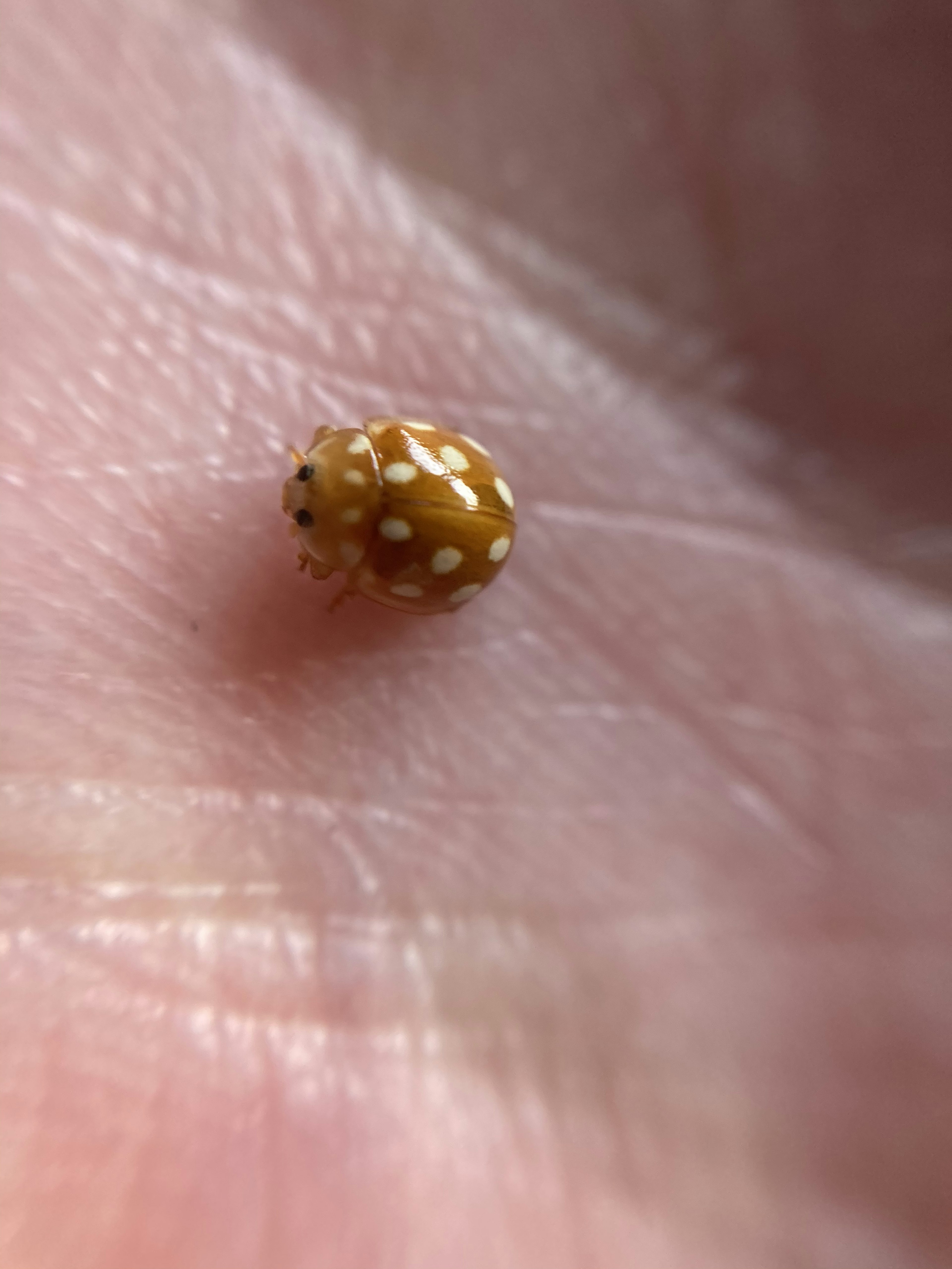 手のひらに乗った黄色の斑点のある小さな虫