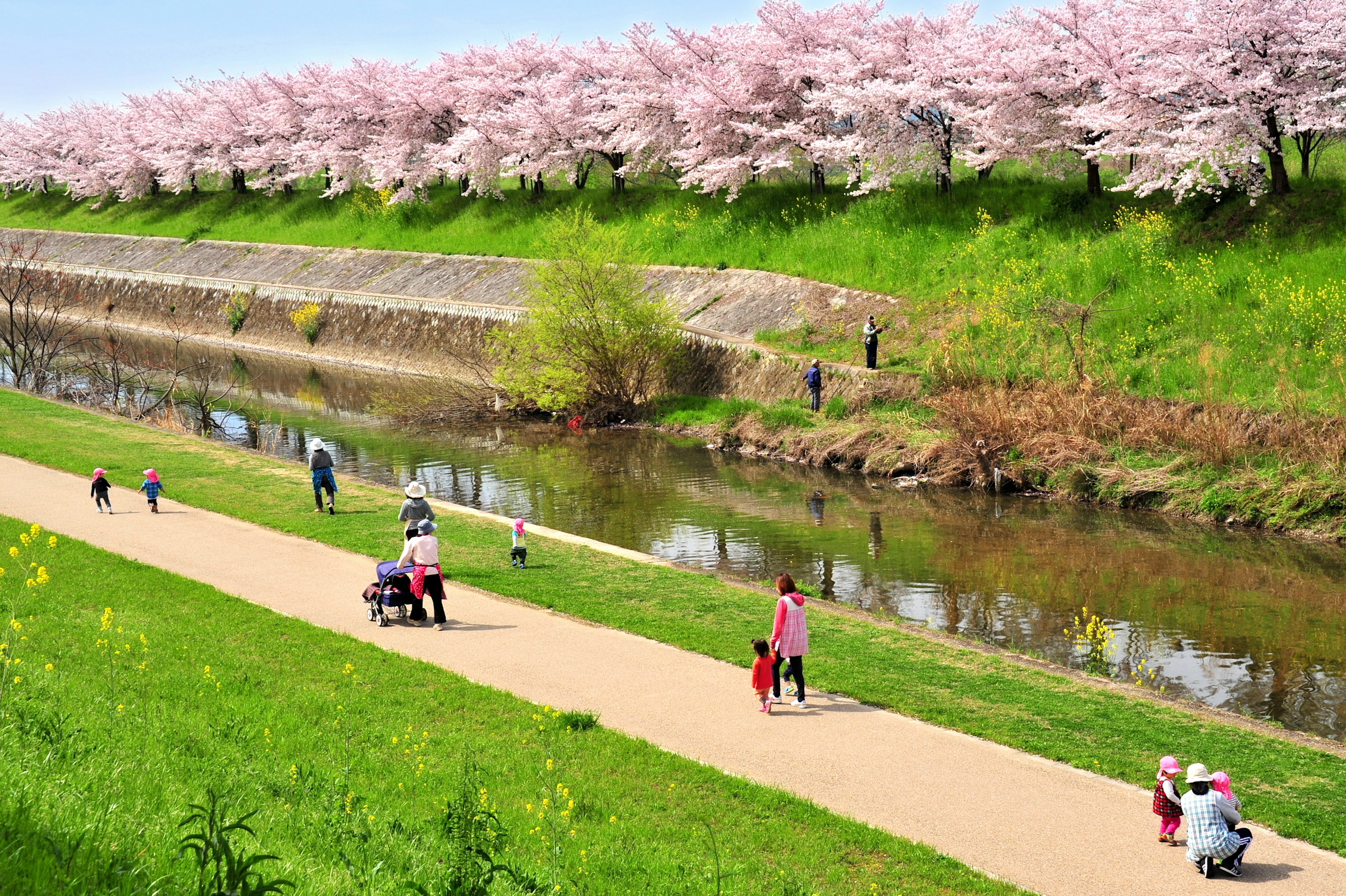 桜の並木道と川辺で散歩する人々