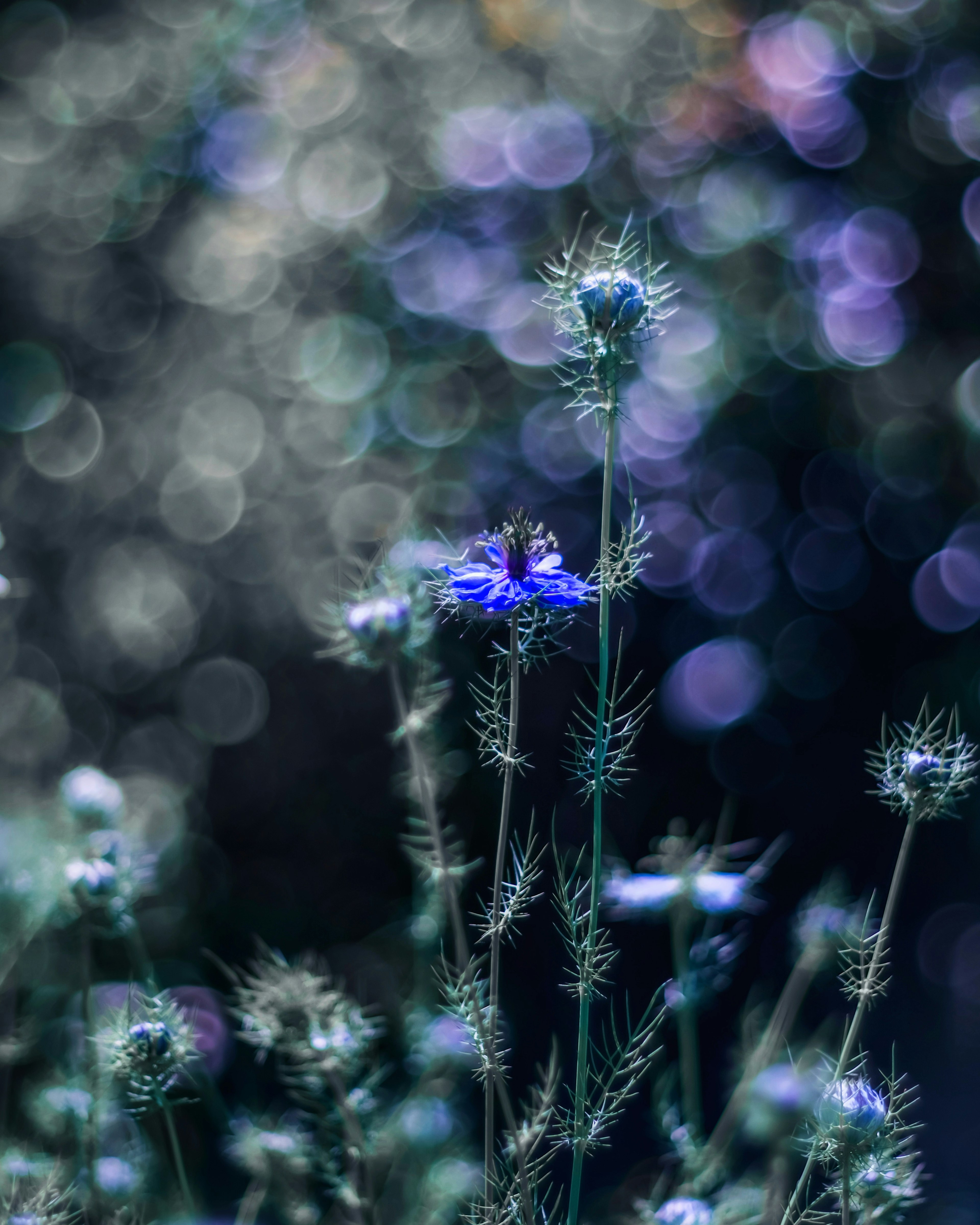 Gros plan d'une plante avec des fleurs bleues sur fond lumineux flou