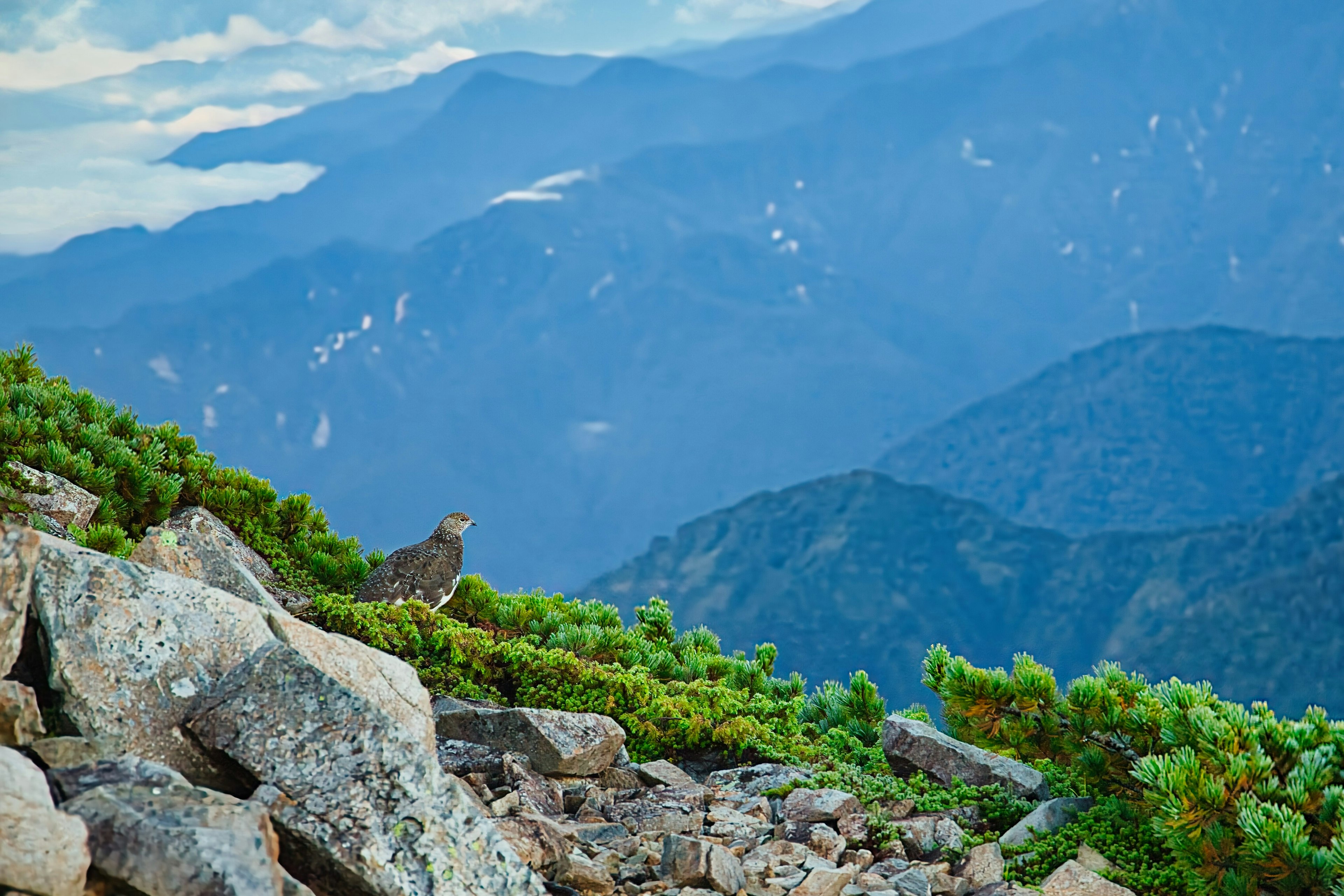 A bird standing near rocks surrounded by mountain scenery and blue sky