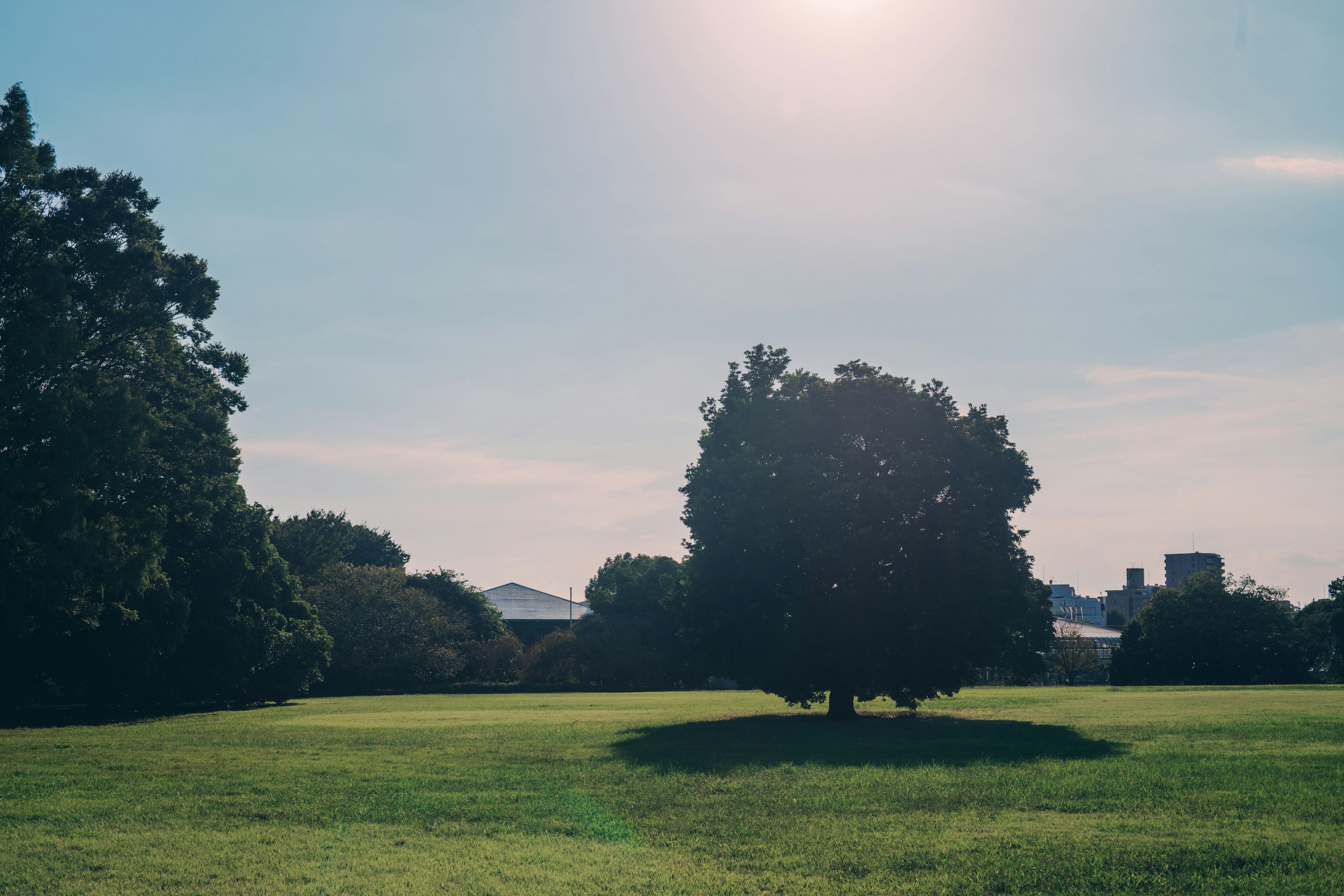 Un grand arbre se tenant sur une large pelouse verte sous un ciel bleu