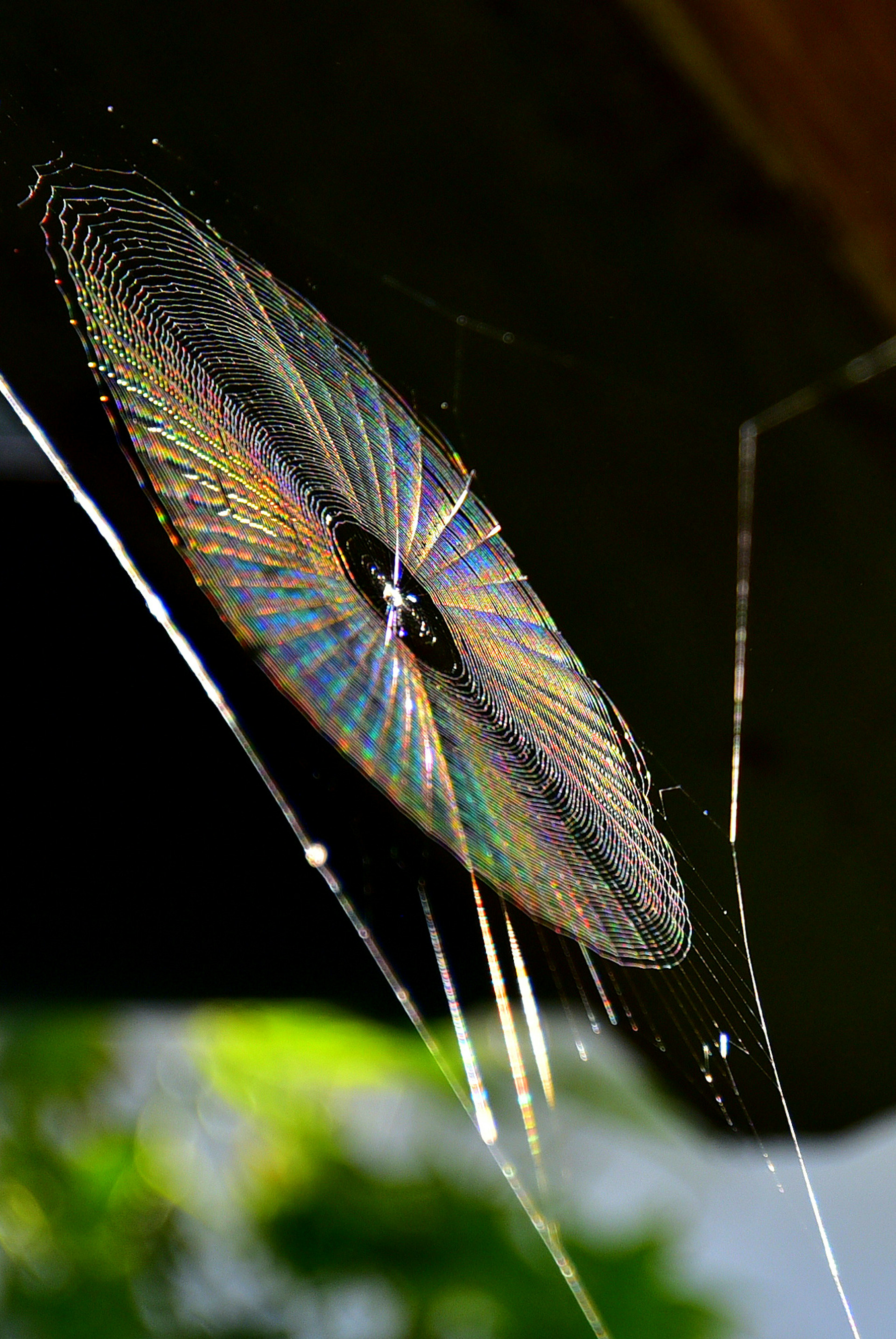 Una hermosa telaraña iridiscente capturada con un fondo natural verde