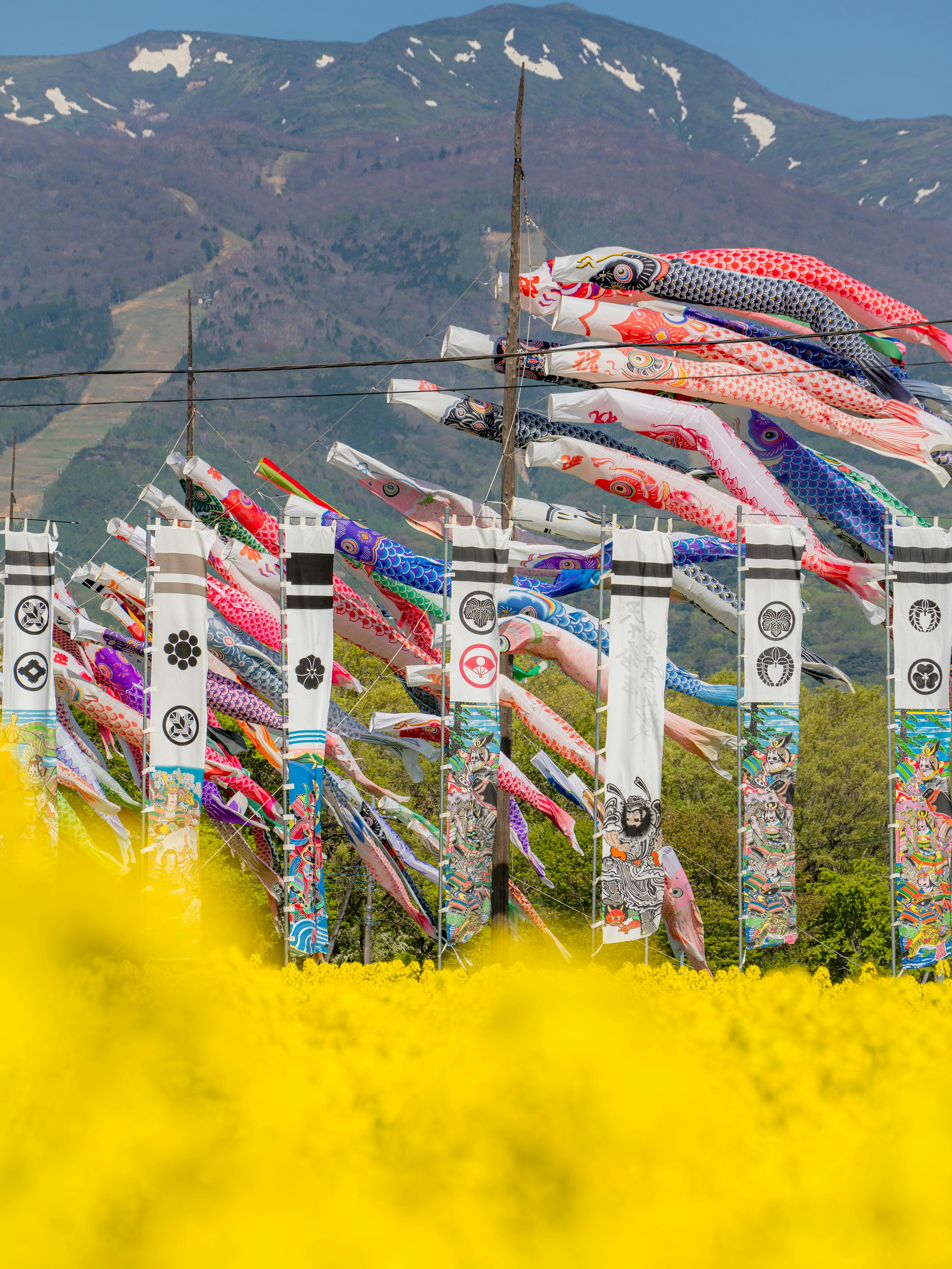 Banderas de carpa ondeando bajo un cielo azul con flores de colza amarillas