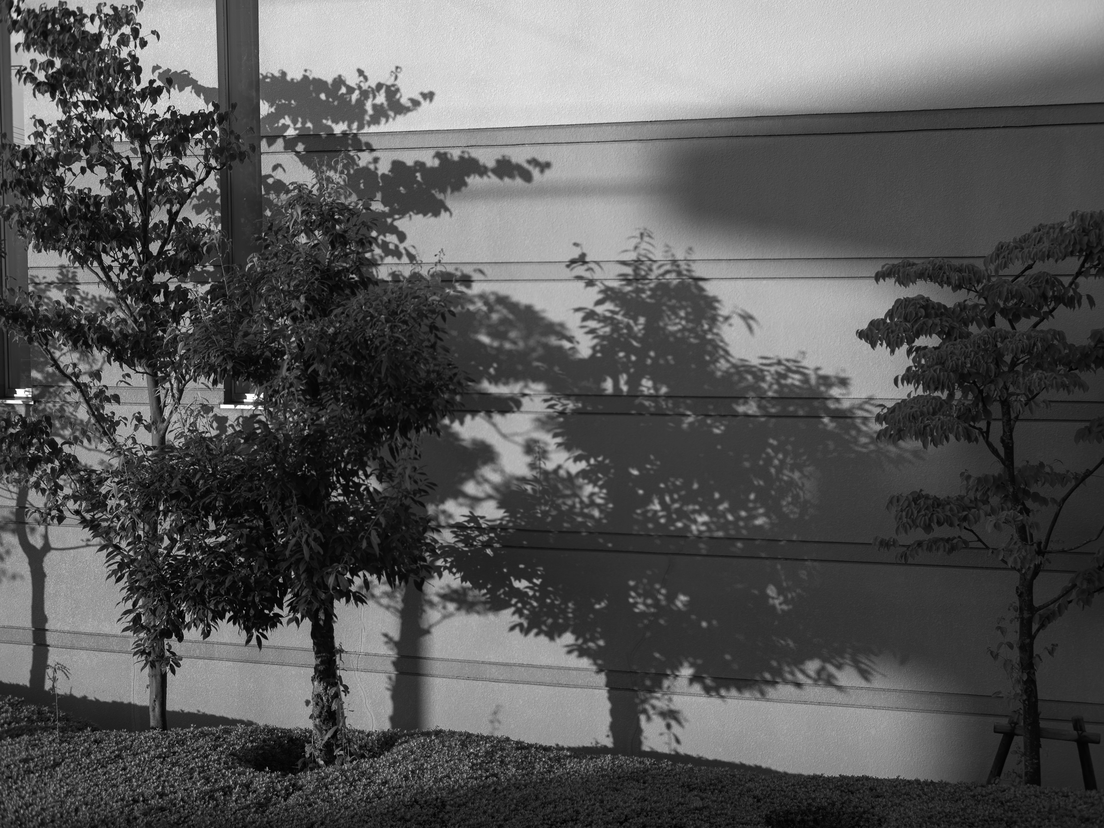 Silhouettes of trees casting shadows in black and white