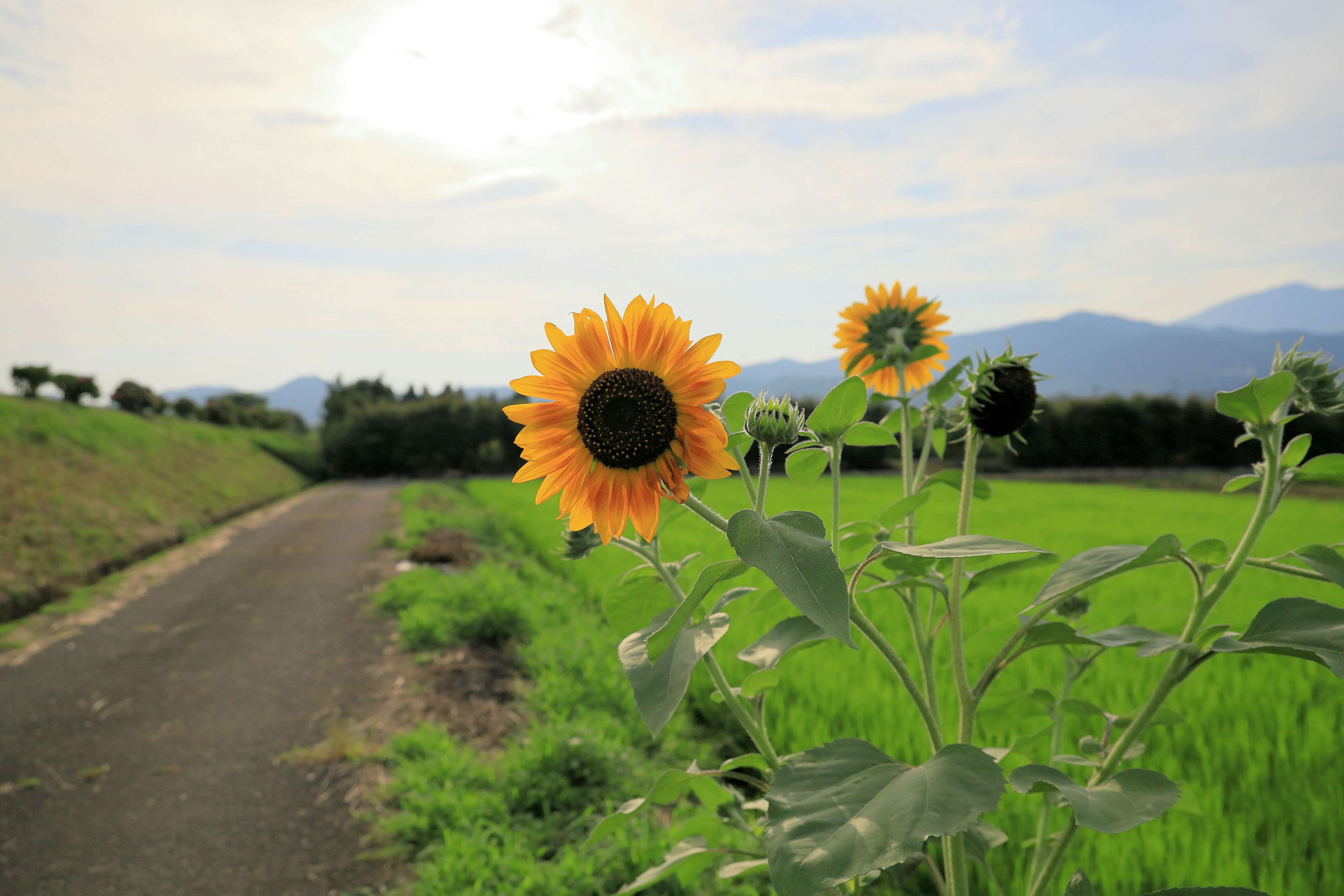 向日葵が咲いている風景、青空と山々、田舎の道