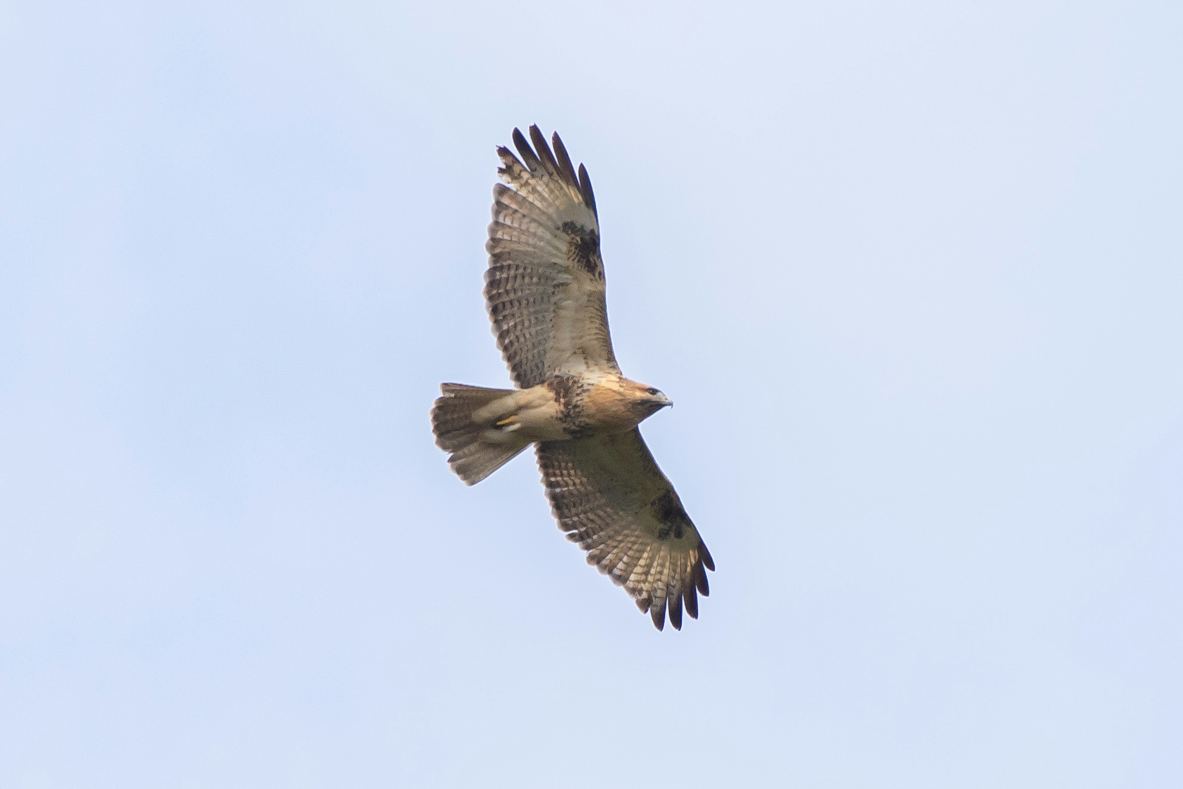 Un falco che vola nel cielo