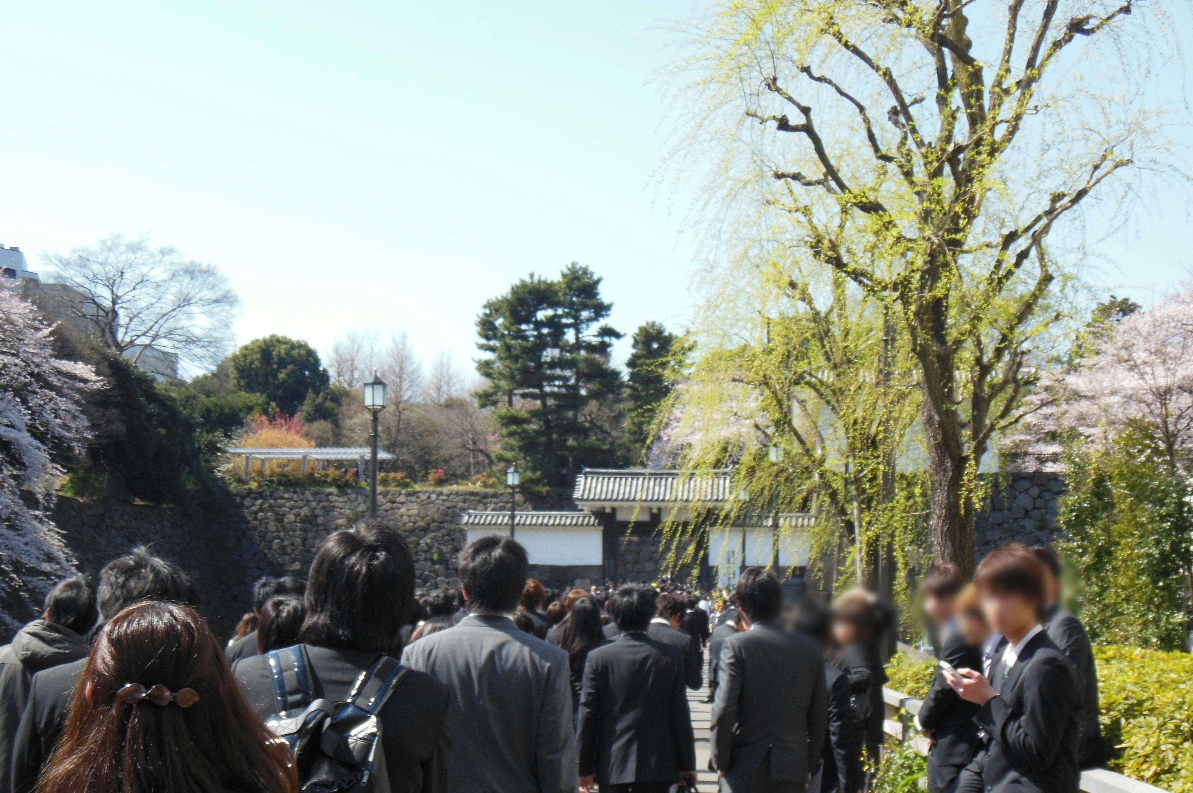 Una multitud de personas con trajes caminando en un parque con árboles de cerezo en flor