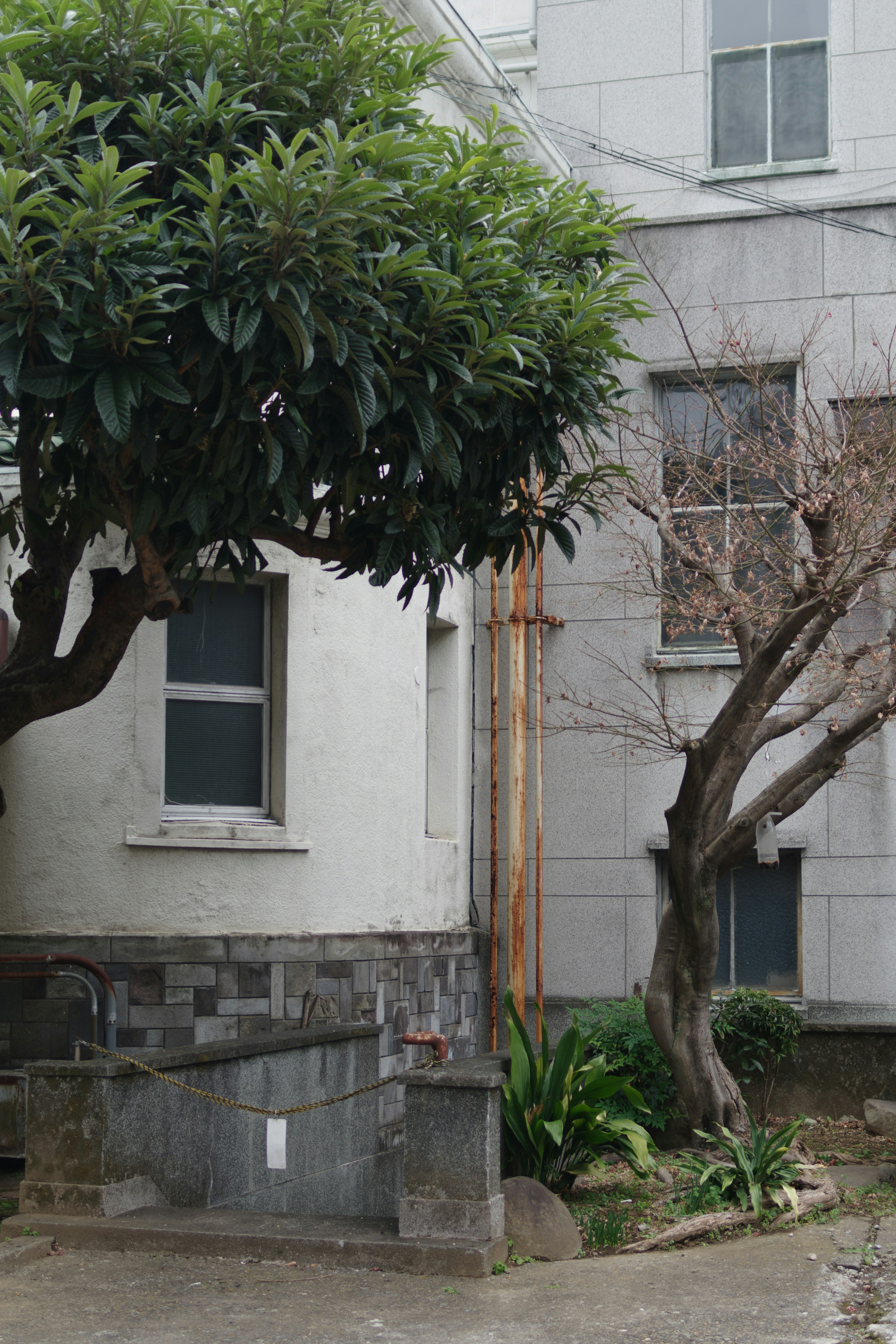 Vista di un edificio bianco con un albero e un piccolo giardino