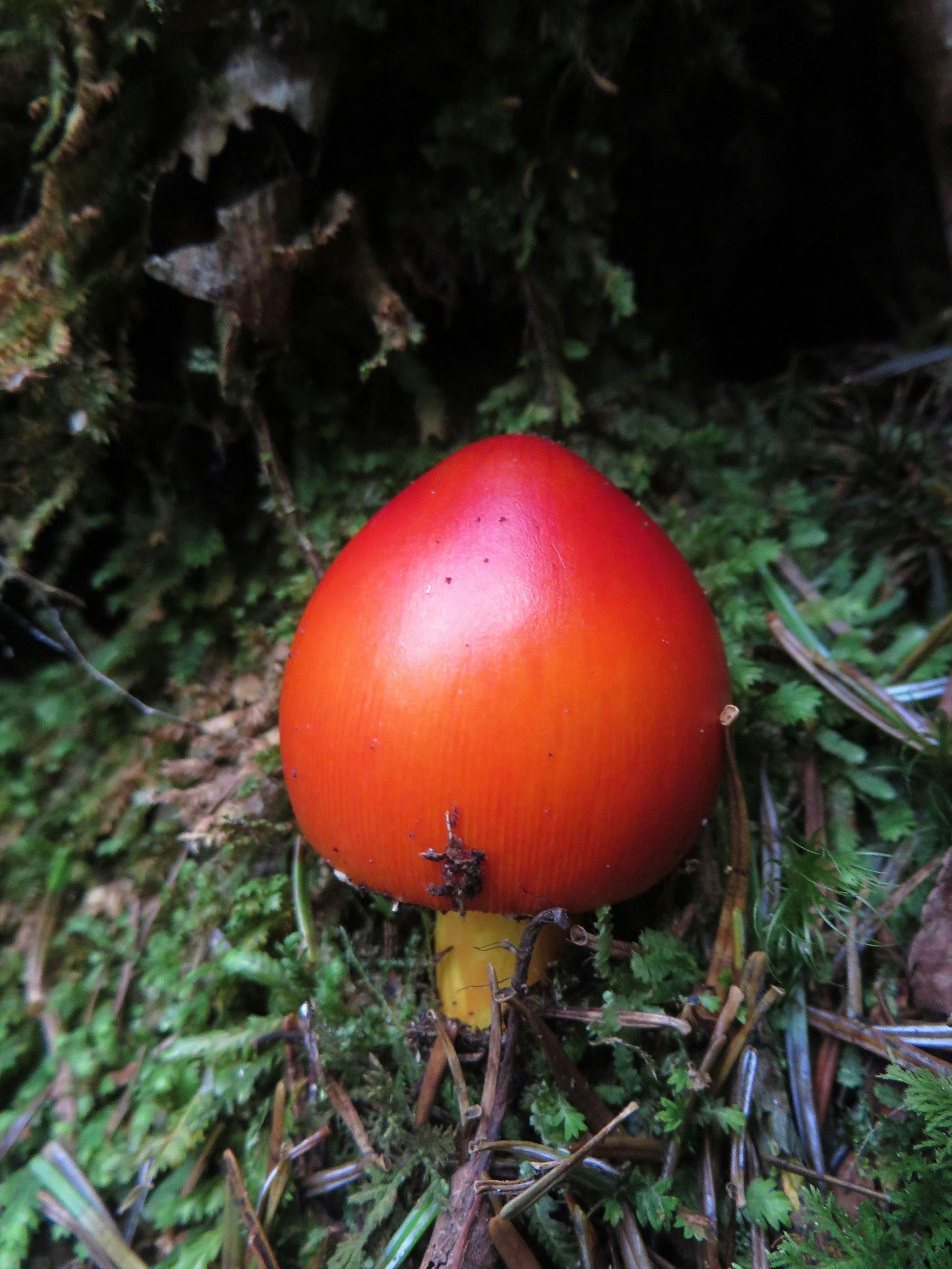 鮮やかな赤いきのこが緑の苔の上に立っている