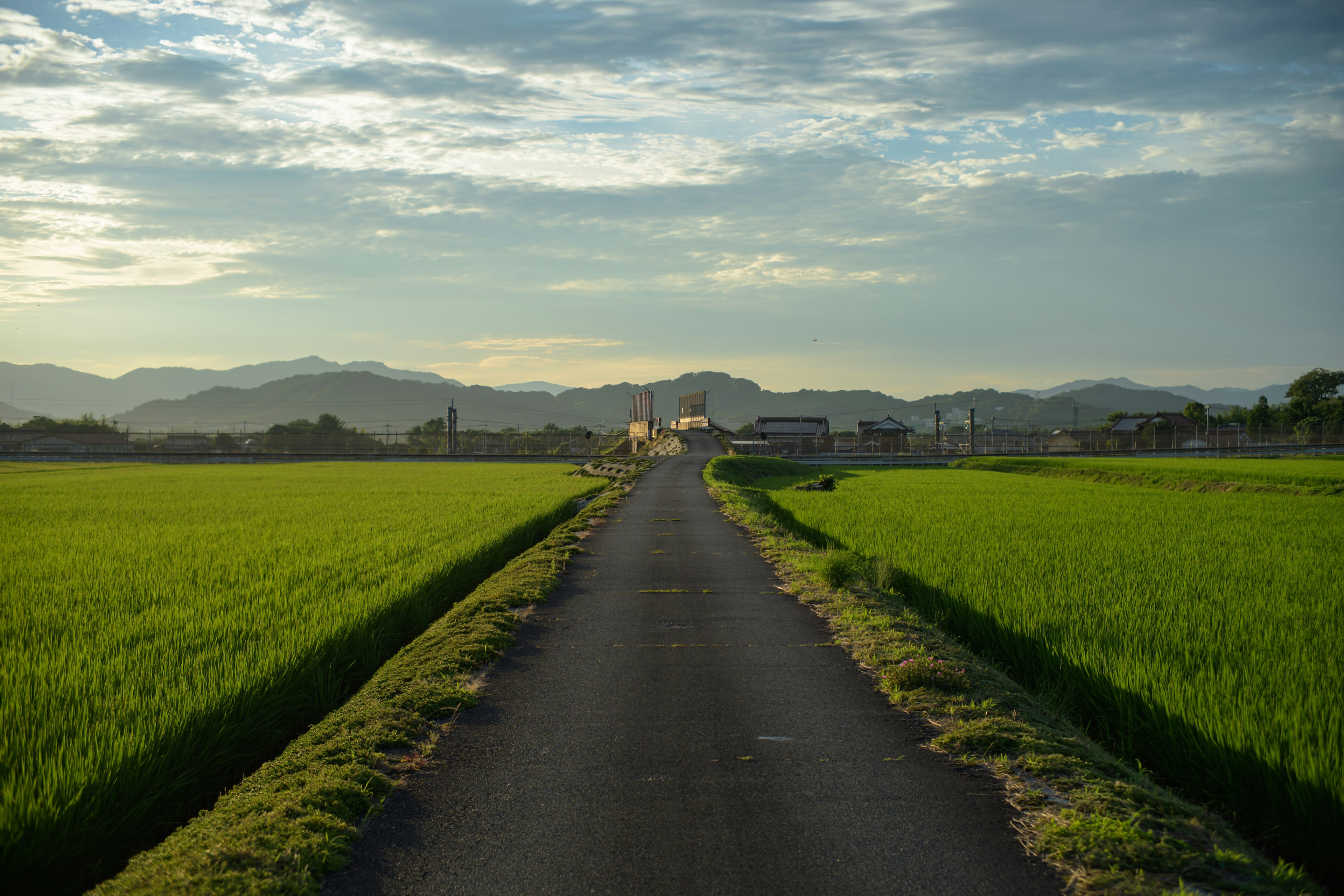 Pemandangan sawah hijau subur dan jalan beraspal