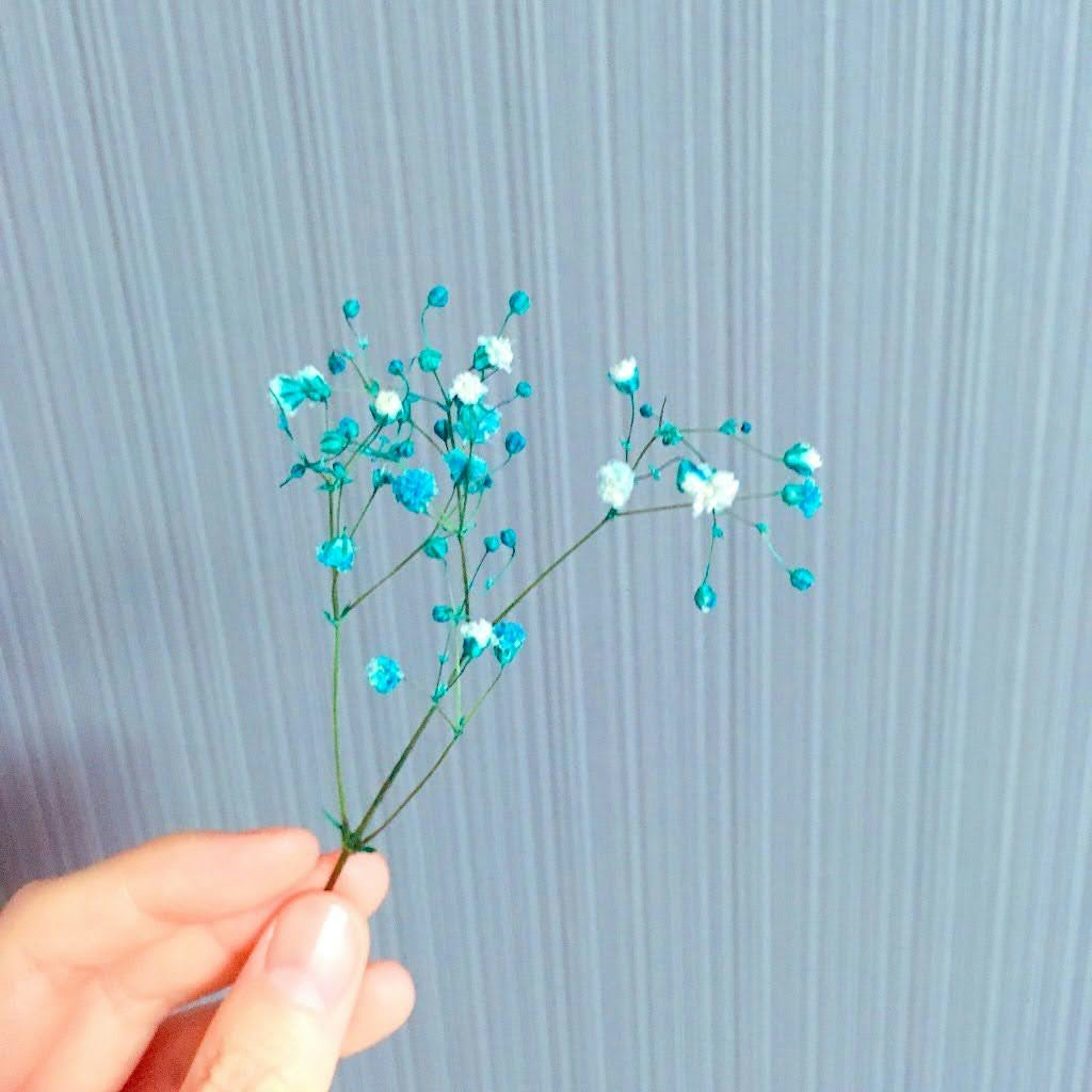 A hand holding a bouquet of small blue and white flowers against a light gray striped background