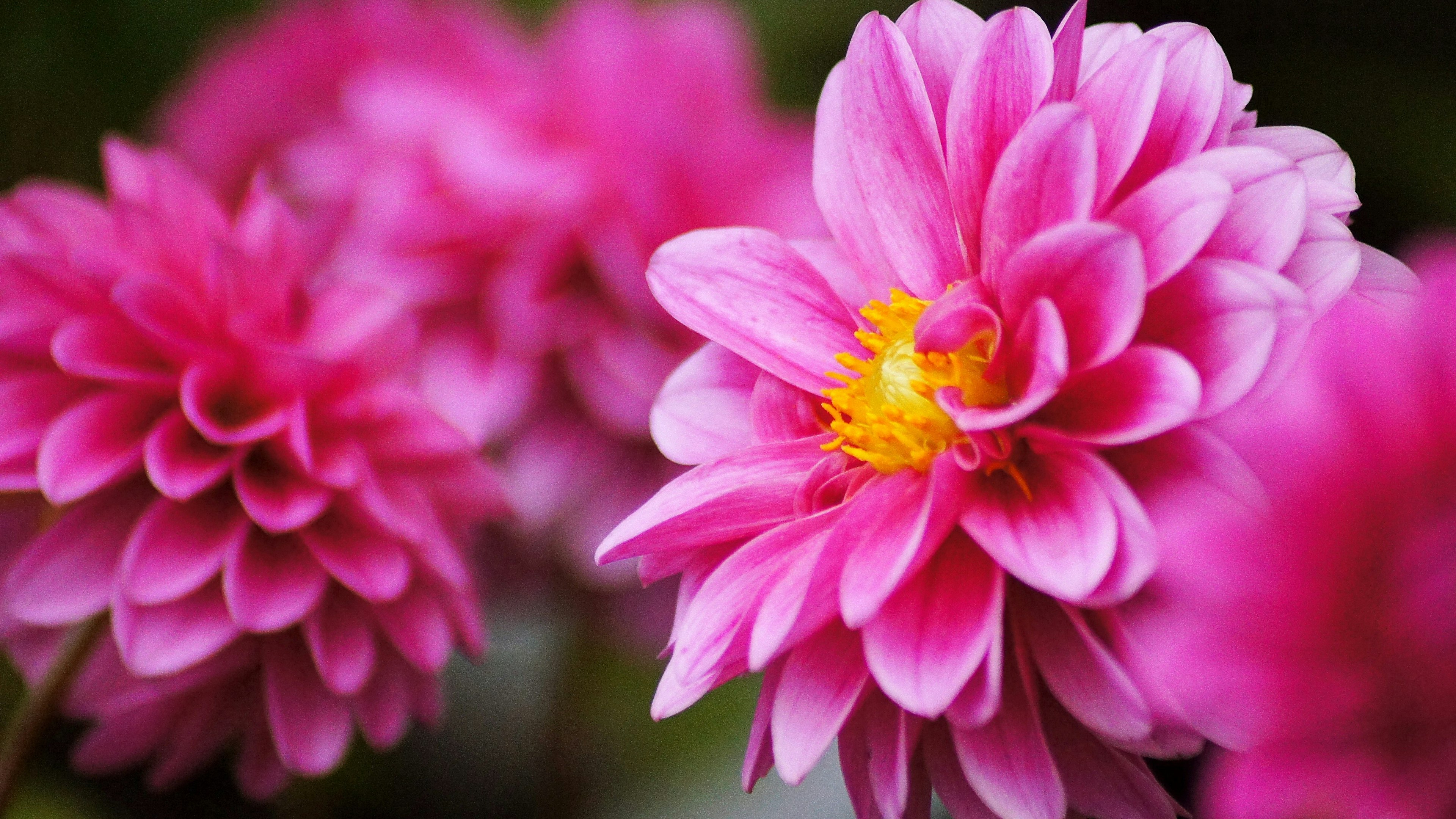 Gros plan de fleurs de dahlias roses vives en fleurs