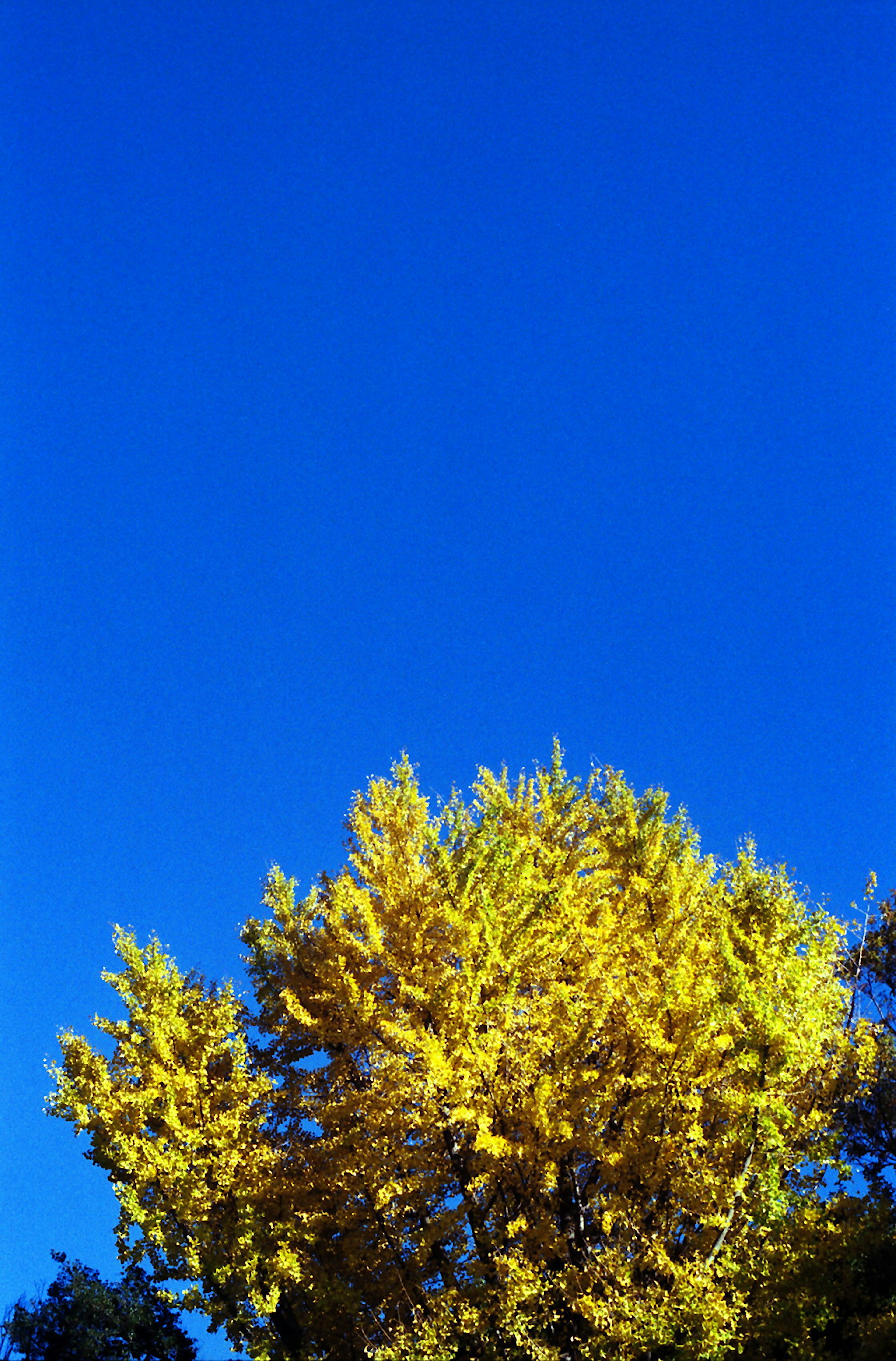 Feuilles jaunes d'un arbre contre un ciel bleu clair