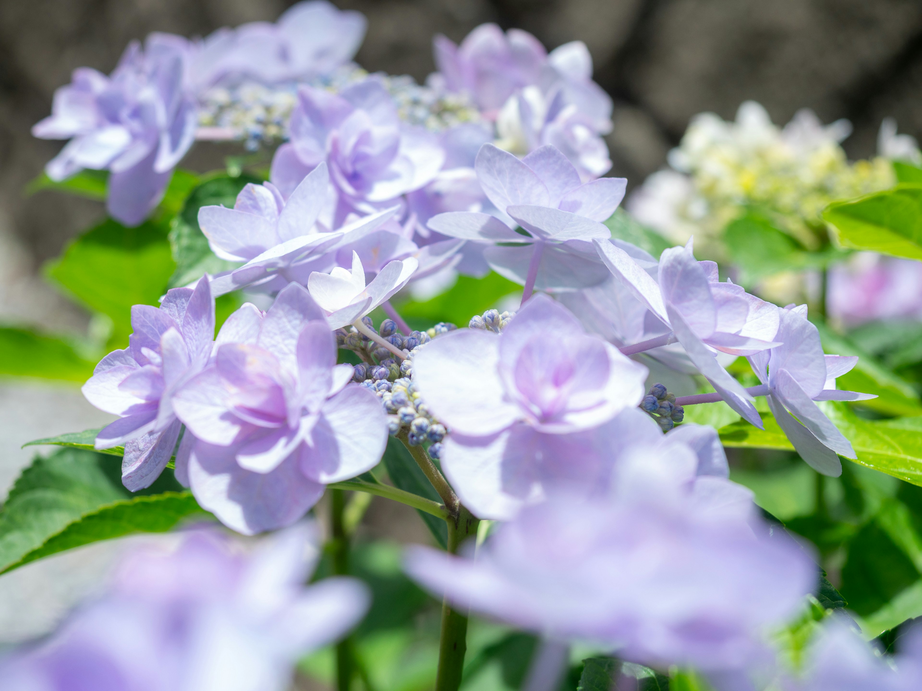 Delicate purple hydrangea flowers blooming