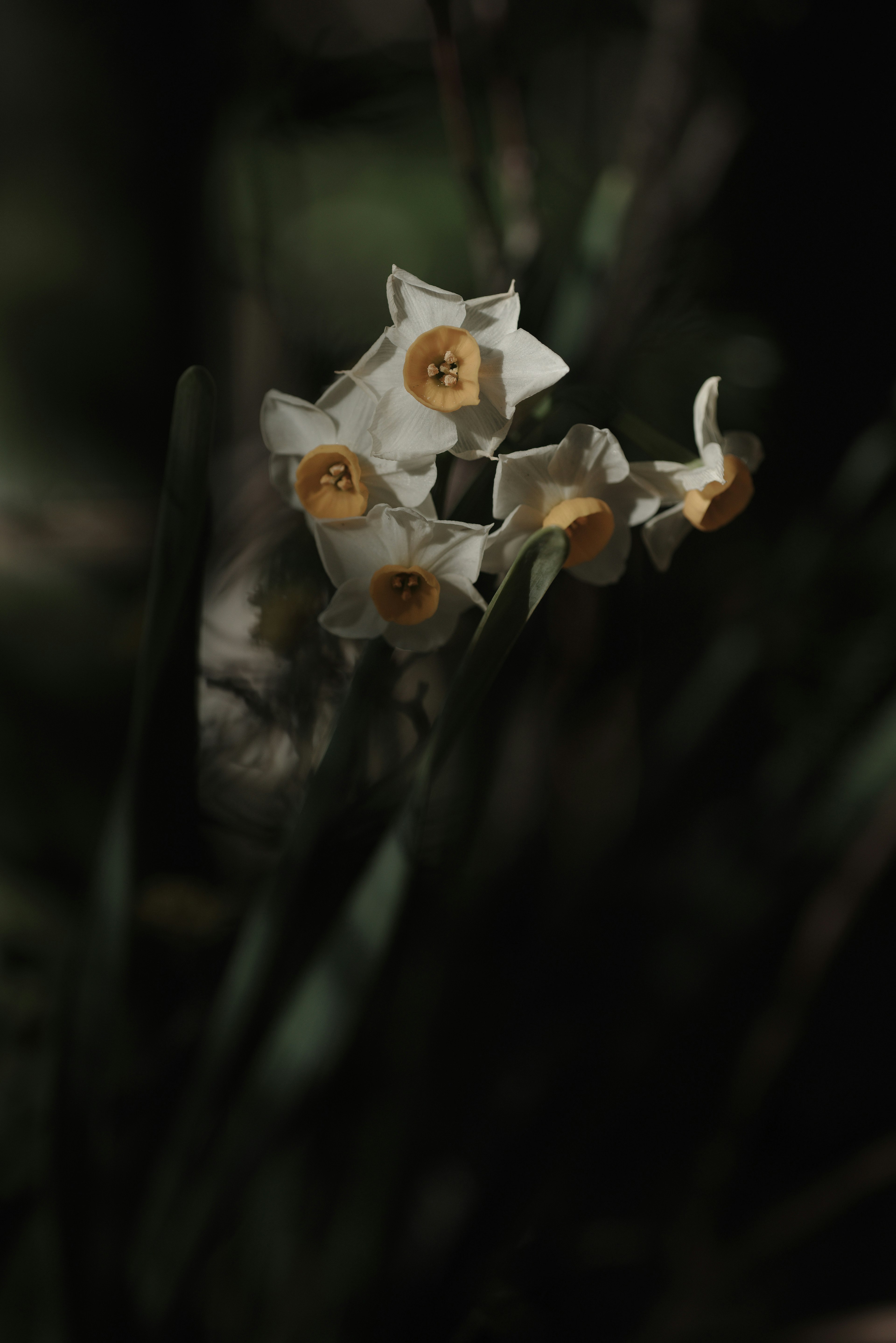 White flowers with yellow centers blooming against a dark background