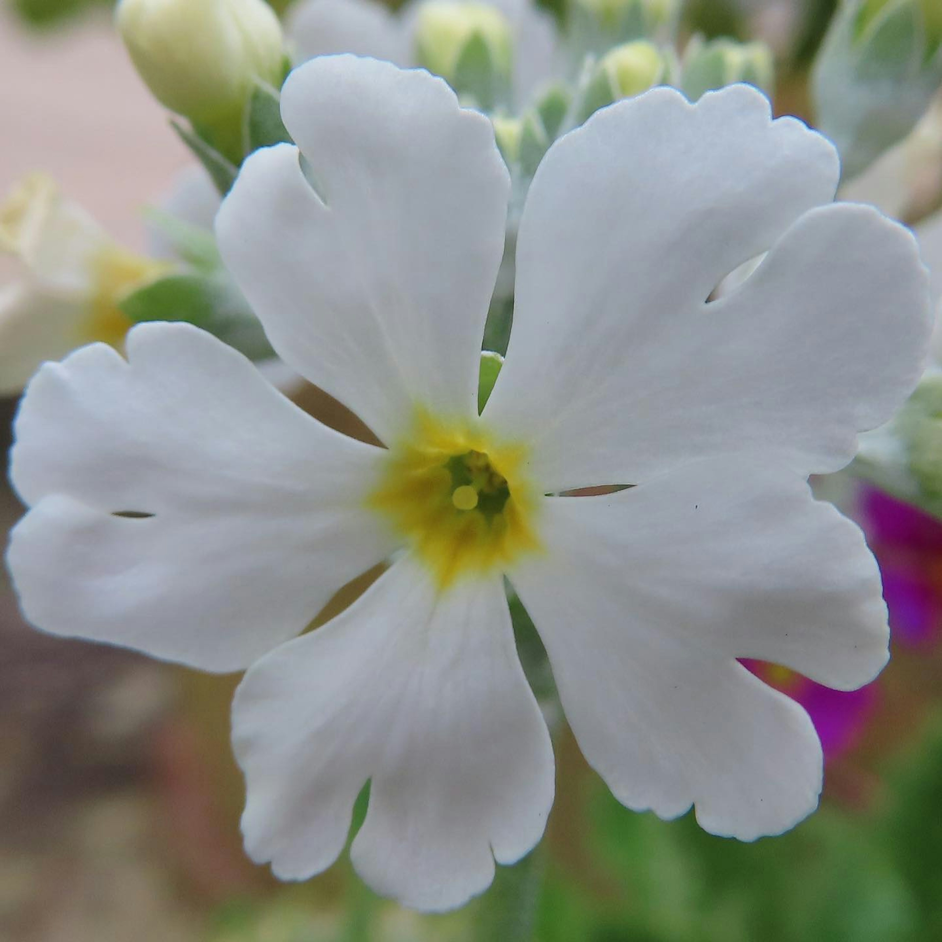 白い花びらと黄色い中心の花のクローズアップ