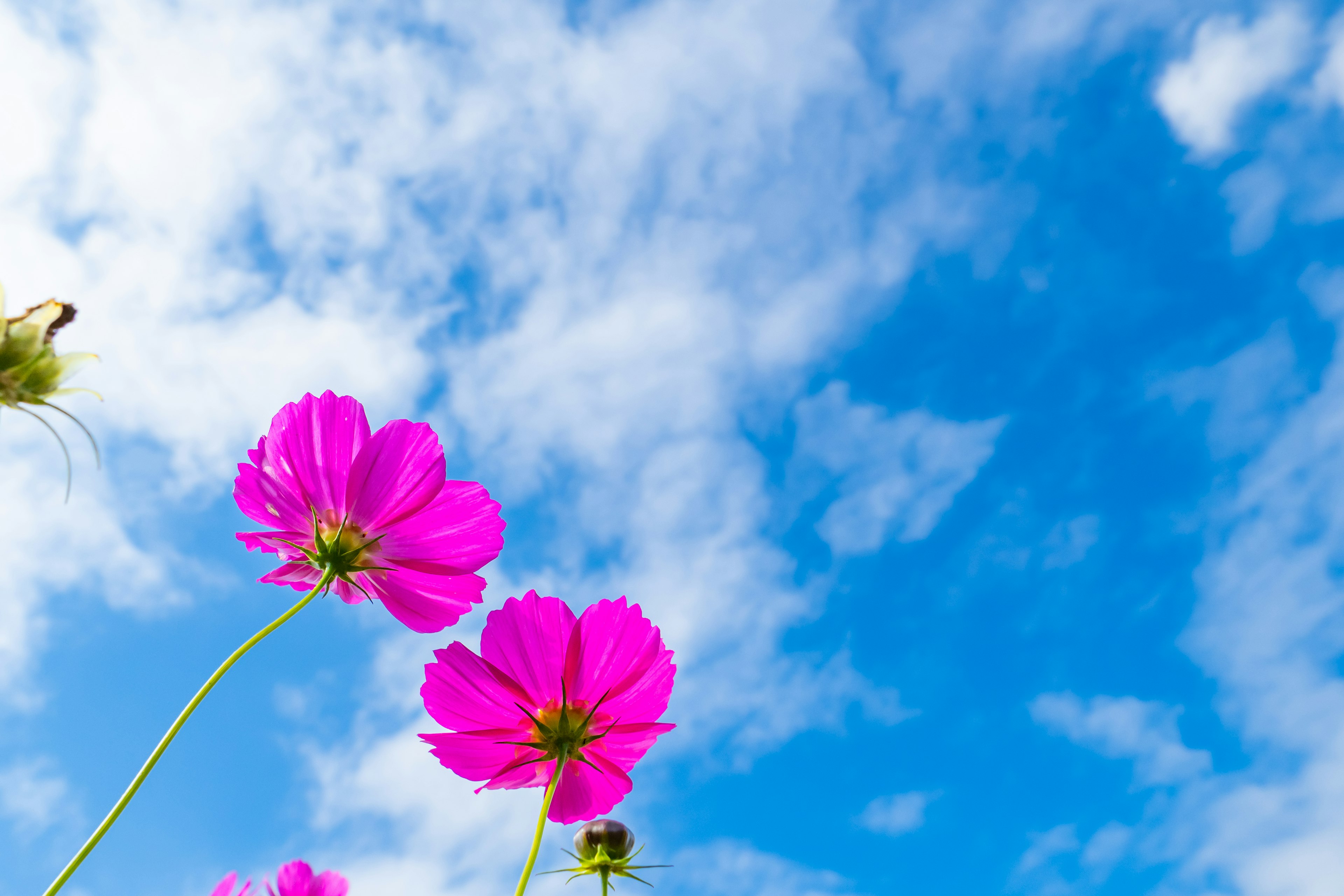 青空に映えるピンクの花々が咲いている風景