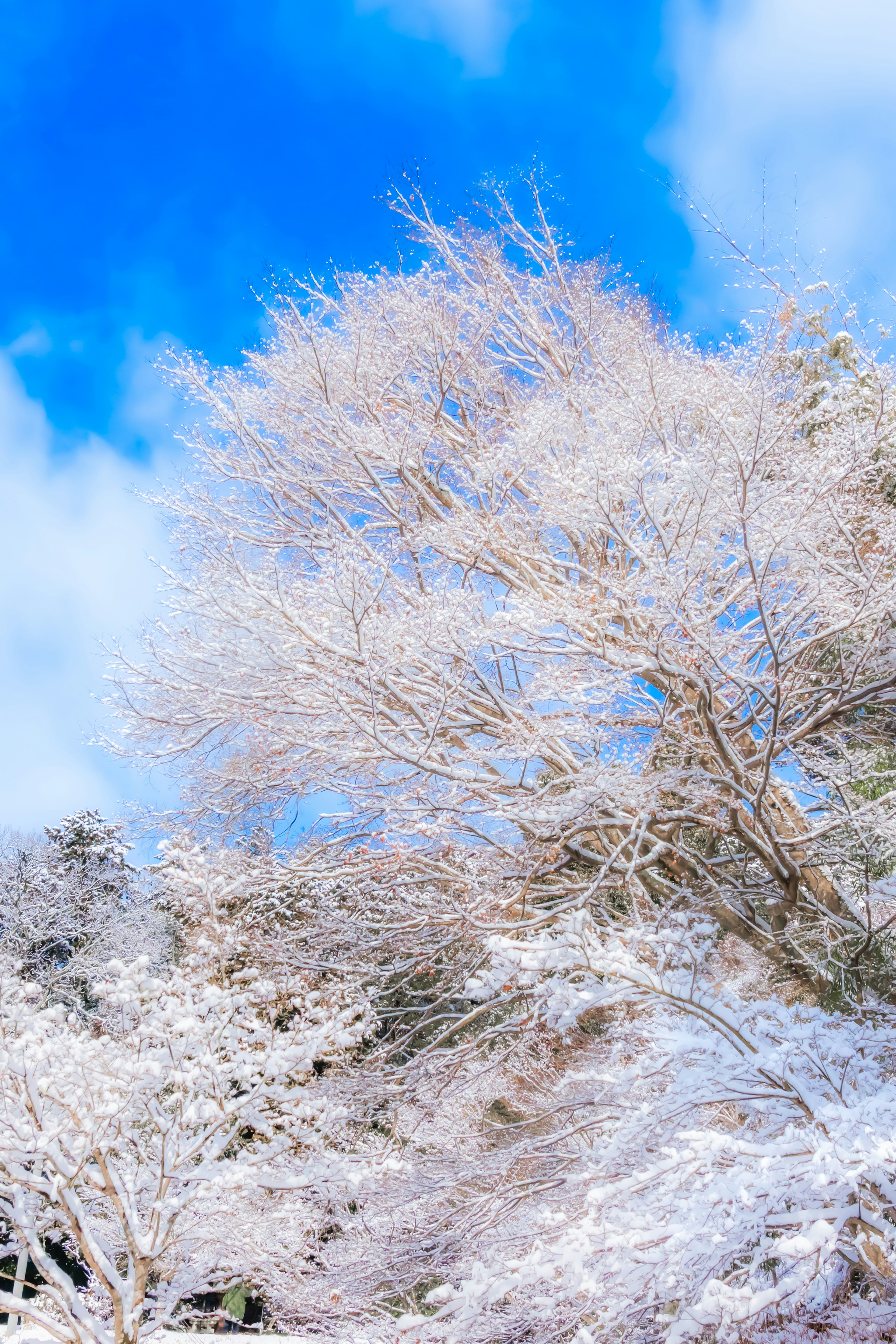 被雪覆蓋的樹木與明亮的藍天