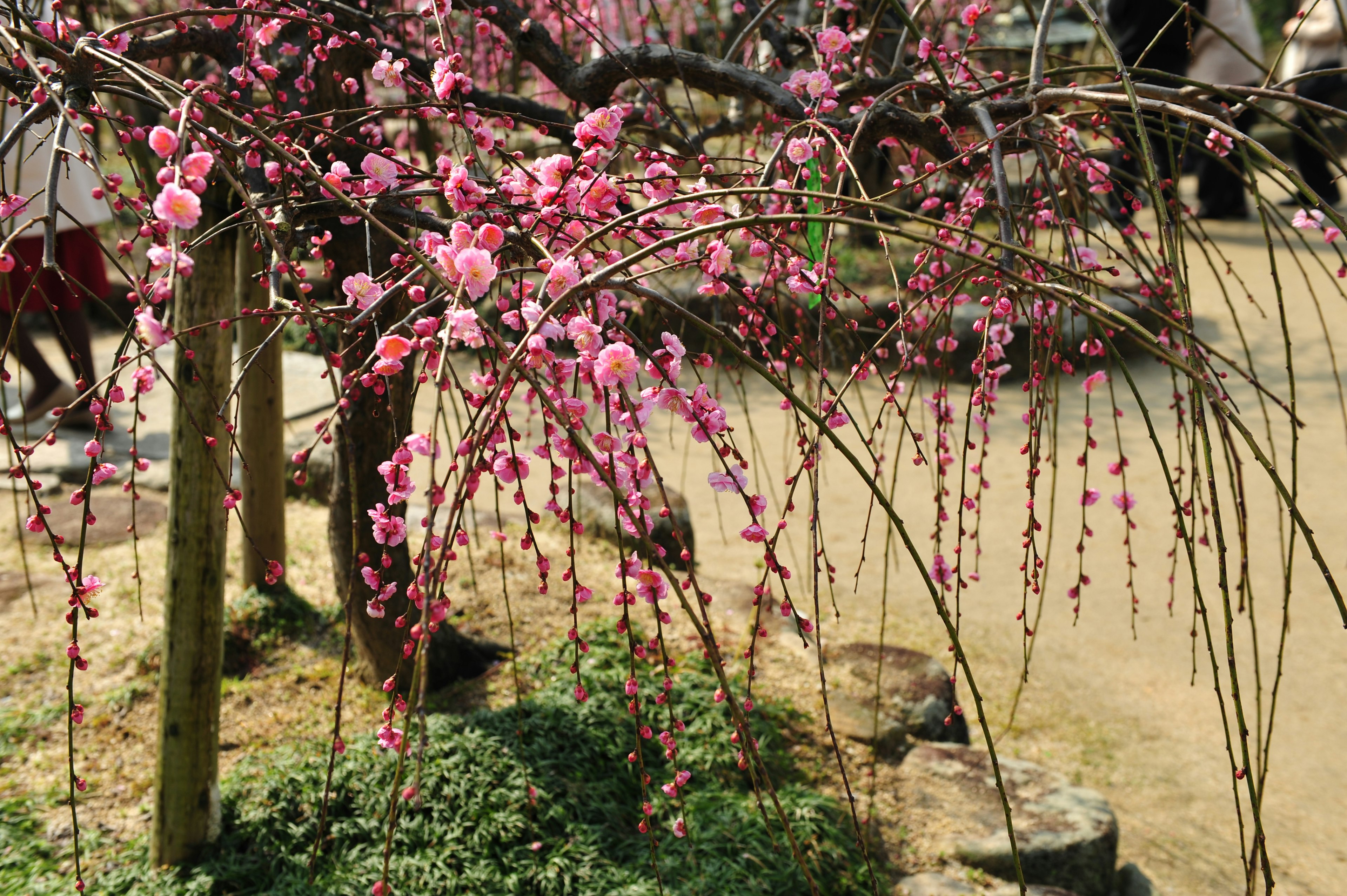 Árbol de ciruelo llorón con flores rosas y paisaje circundante