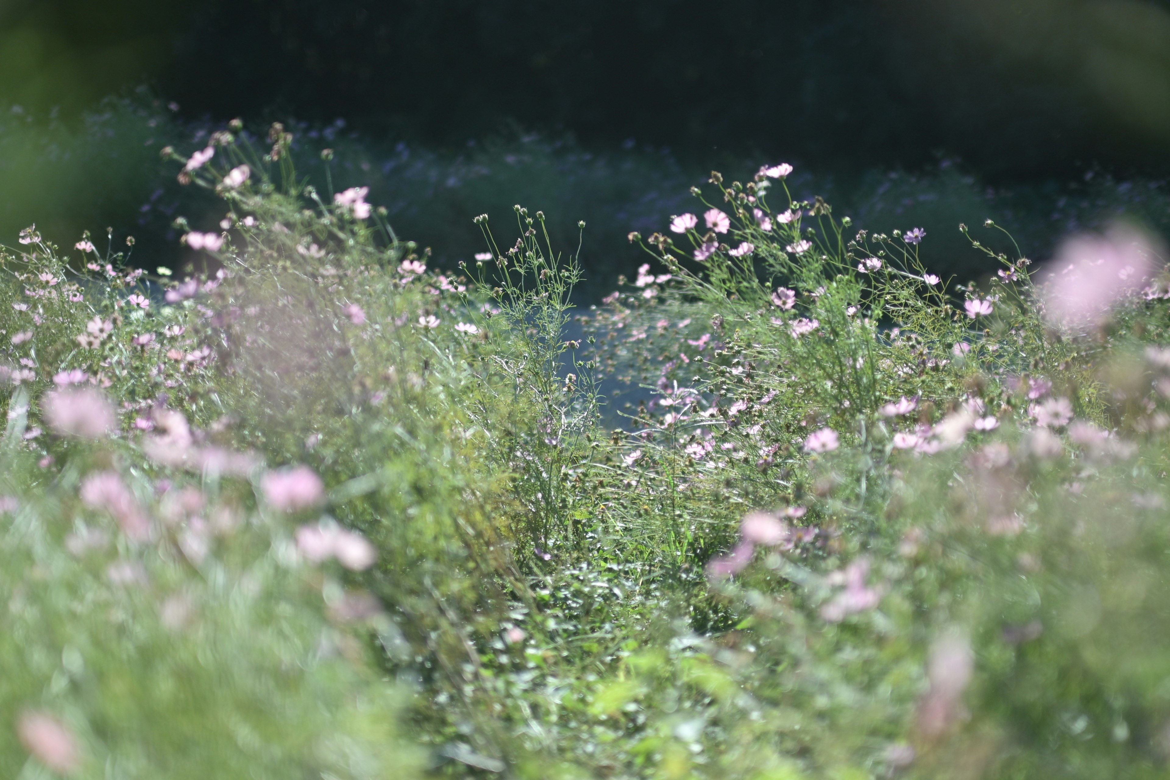 Sentier à travers un champ de gazon vert et de fleurs roses