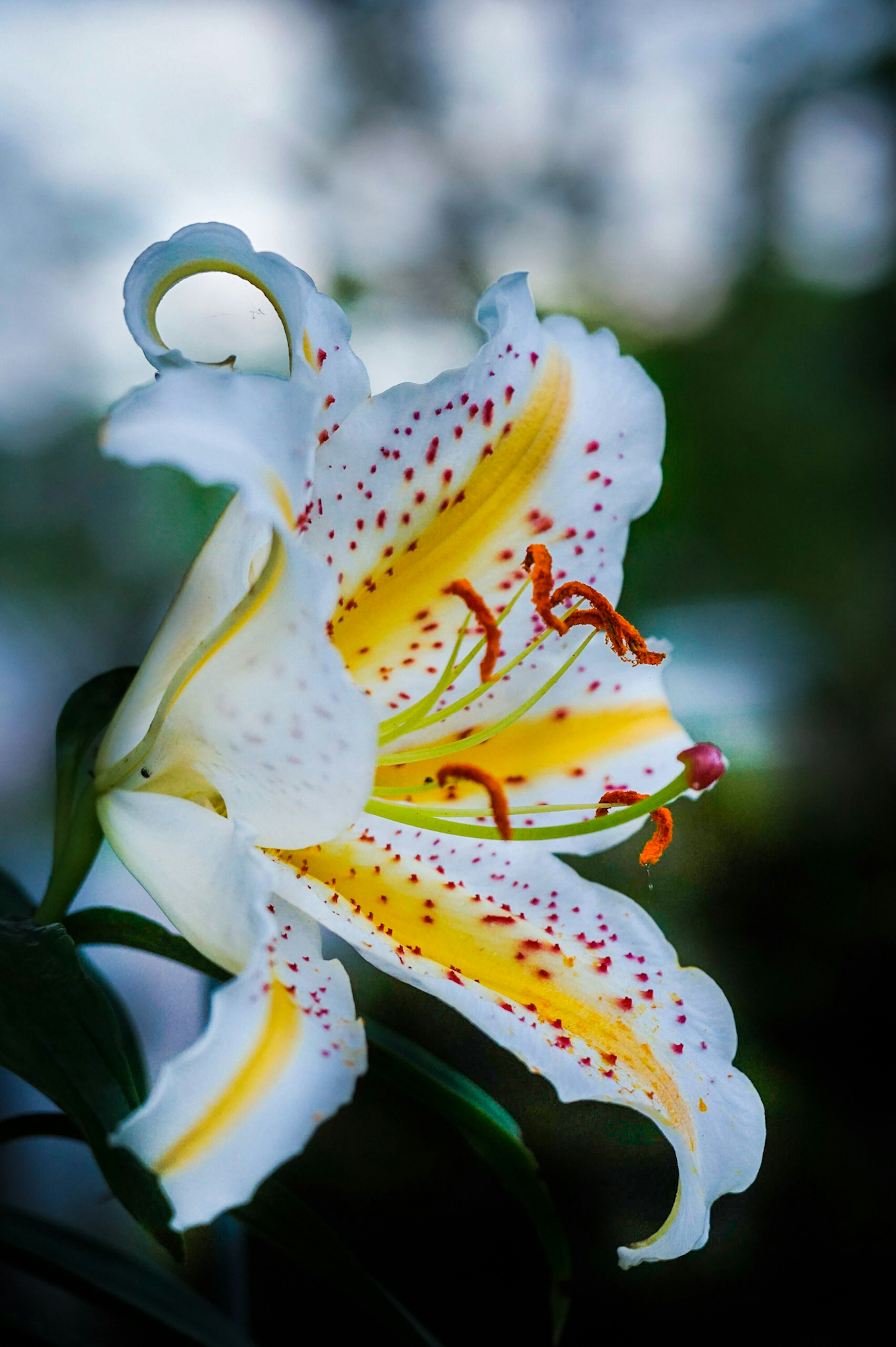 Vue latérale magnifique d'une fleur de lys blanc avec des rayures jaunes et des étamines rouges