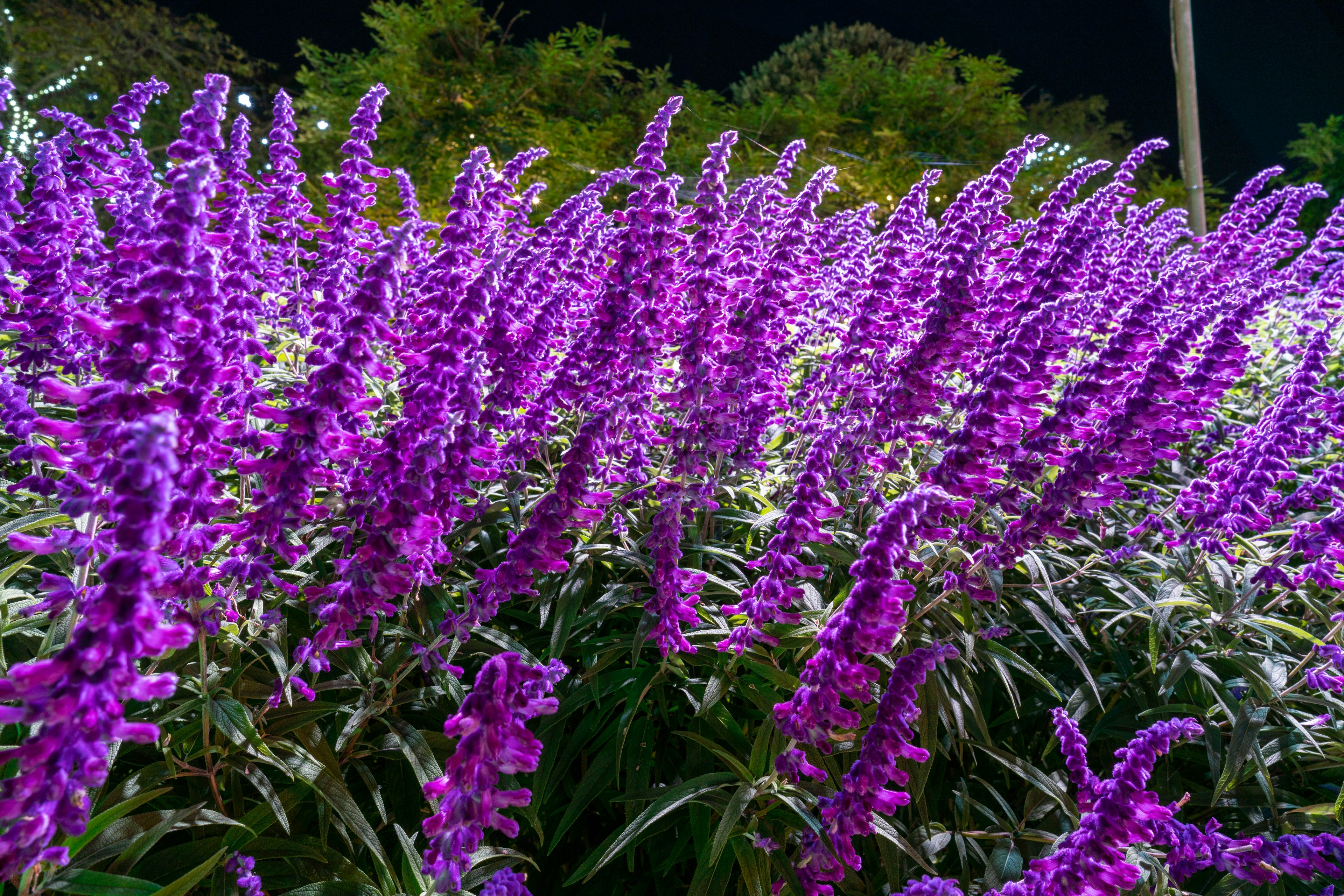 Cluster von lila Blumen blühen unter dem Nachthimmel