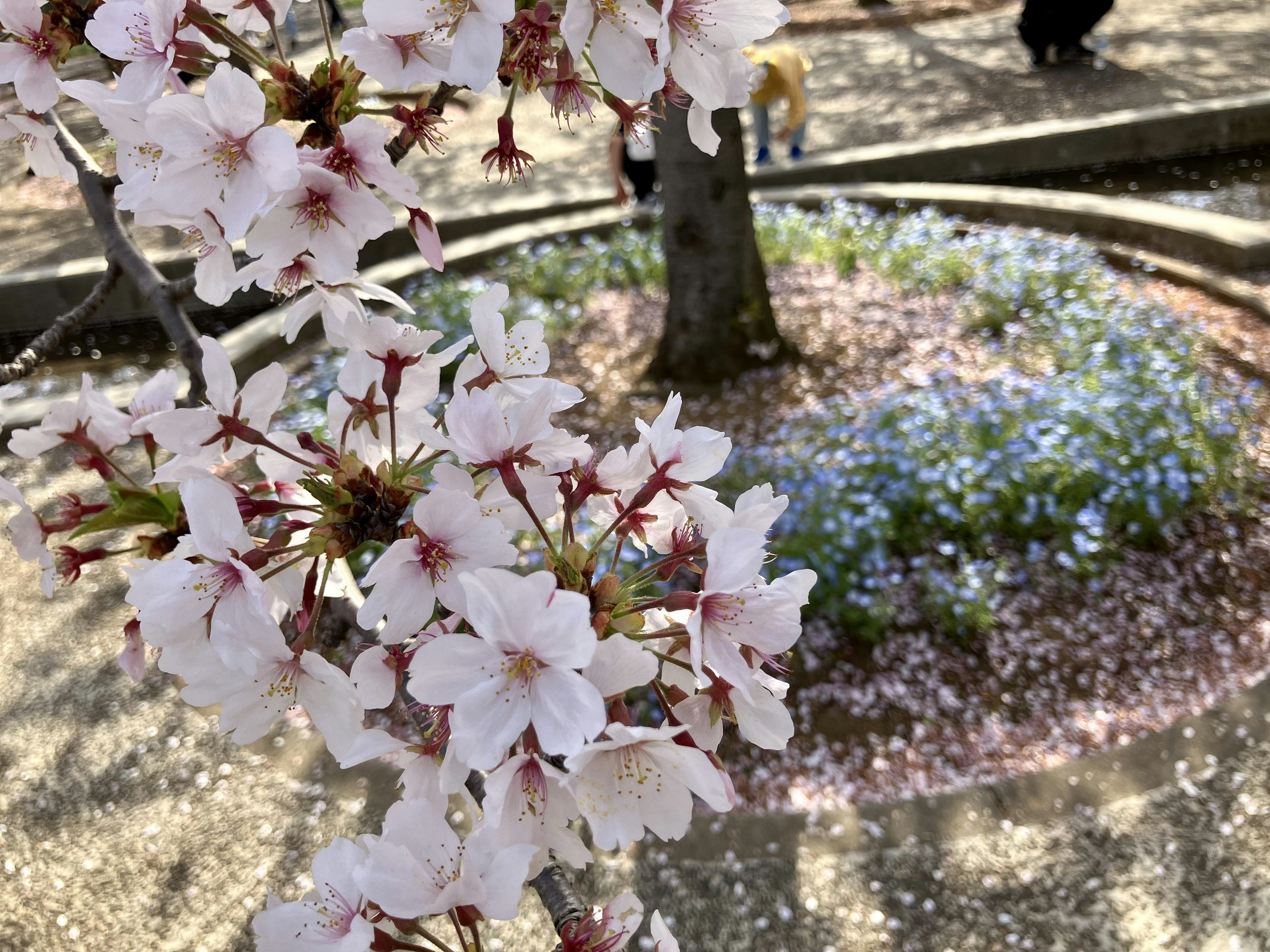 公园中的樱花，花瓣散落在地面上