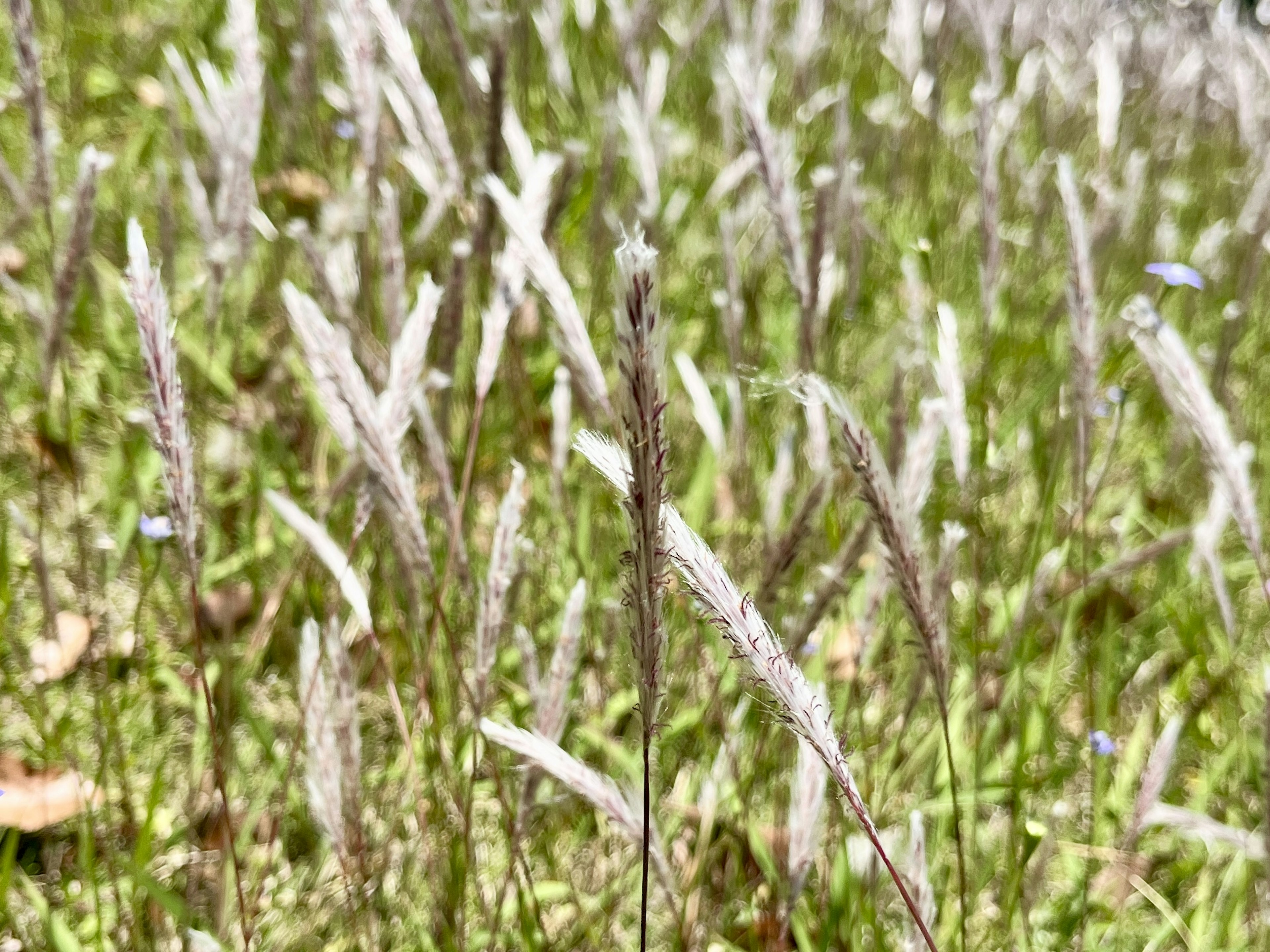 緑の草原に生える白い穂の草の群れ