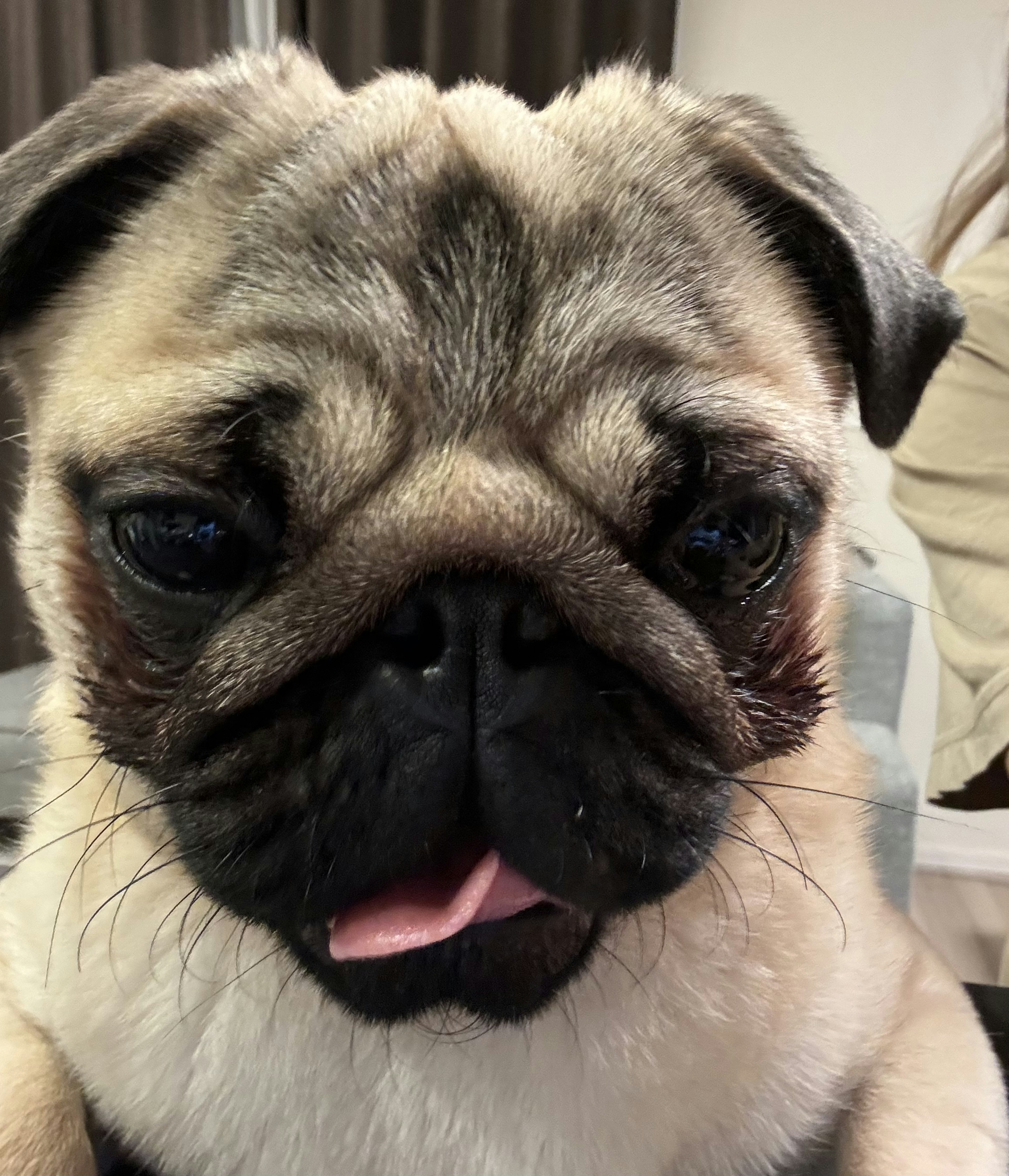 Close-up of a small pug's face with big eyes and a sticking-out tongue